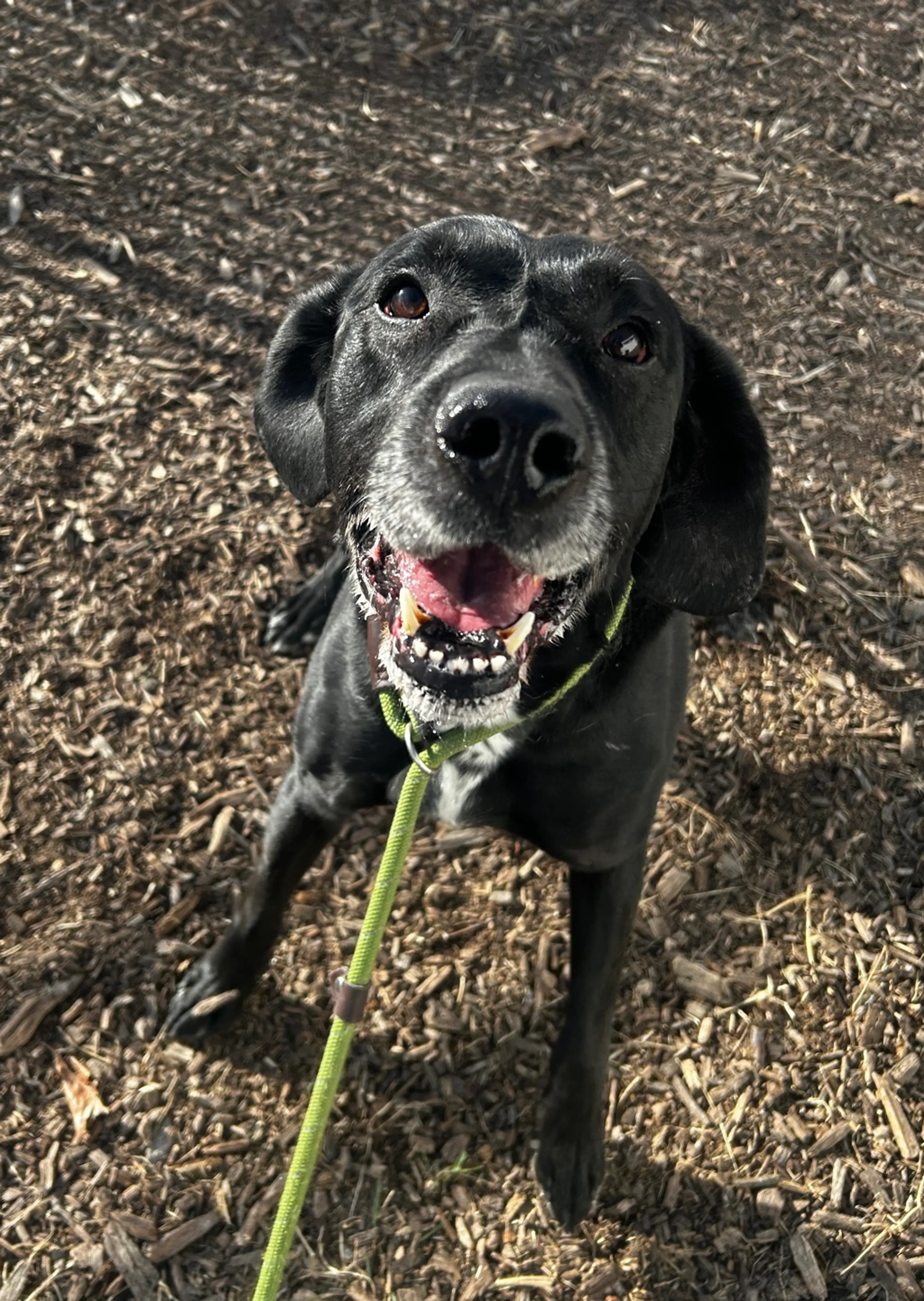 Found pet-6