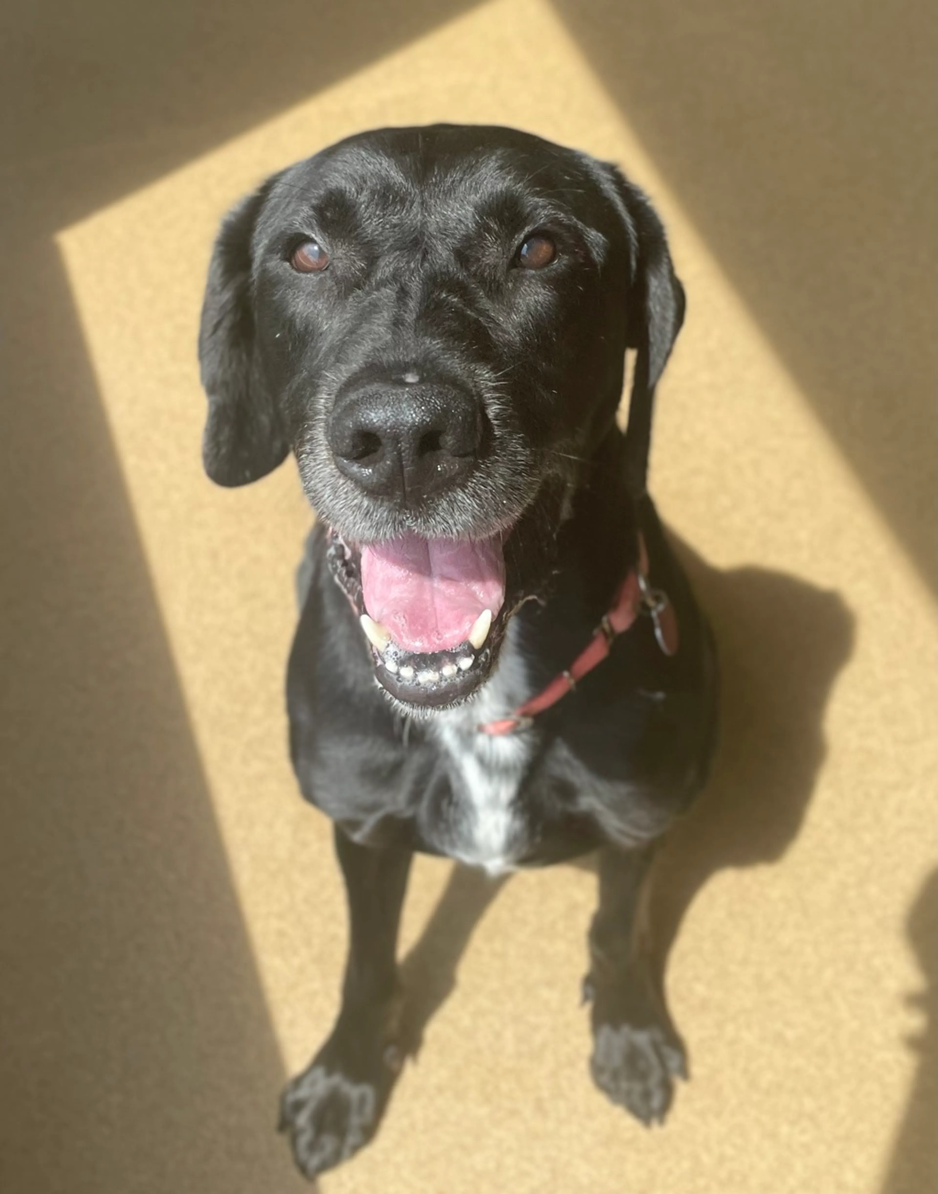 Found pet-3