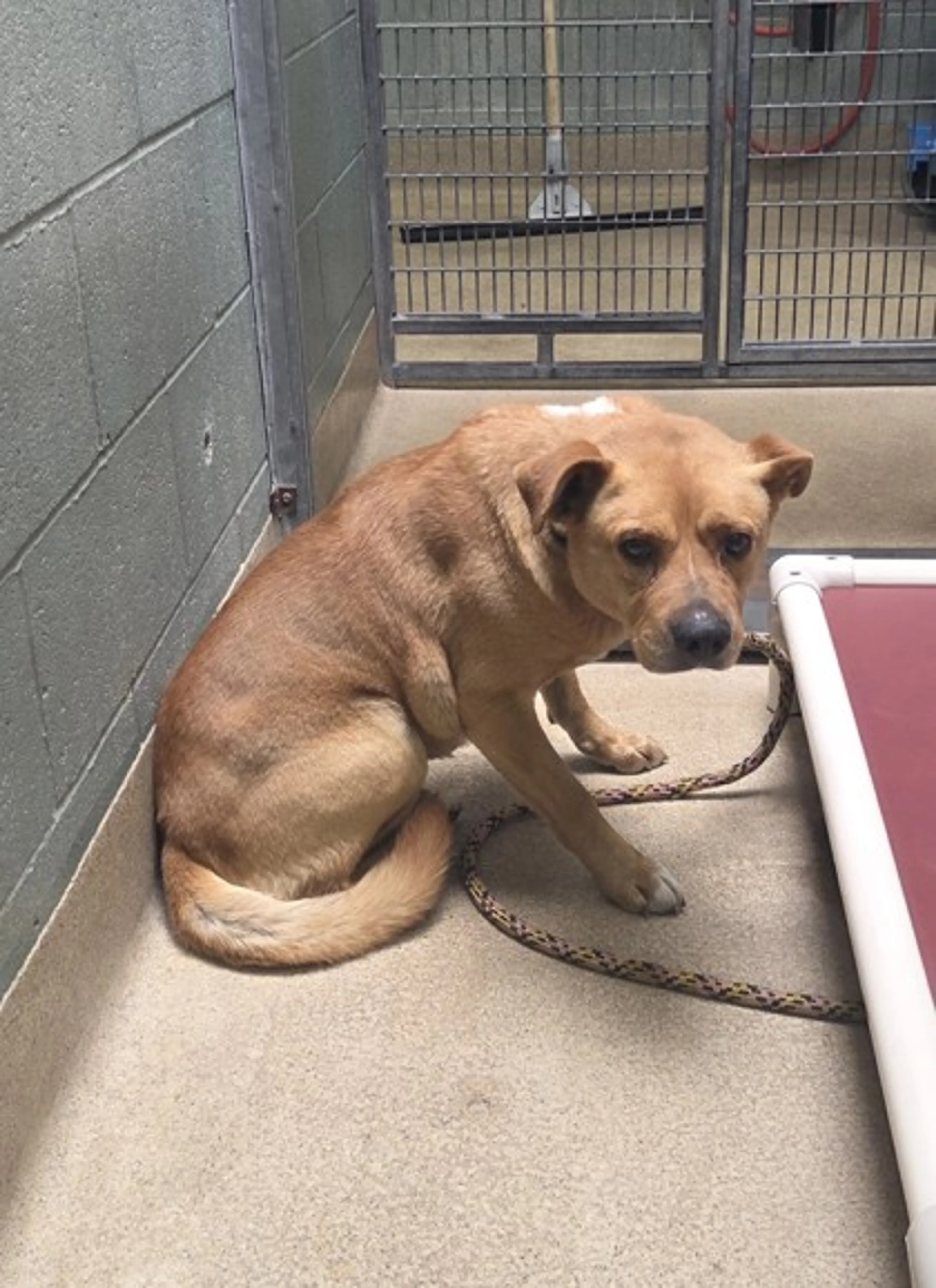 Found pet-2