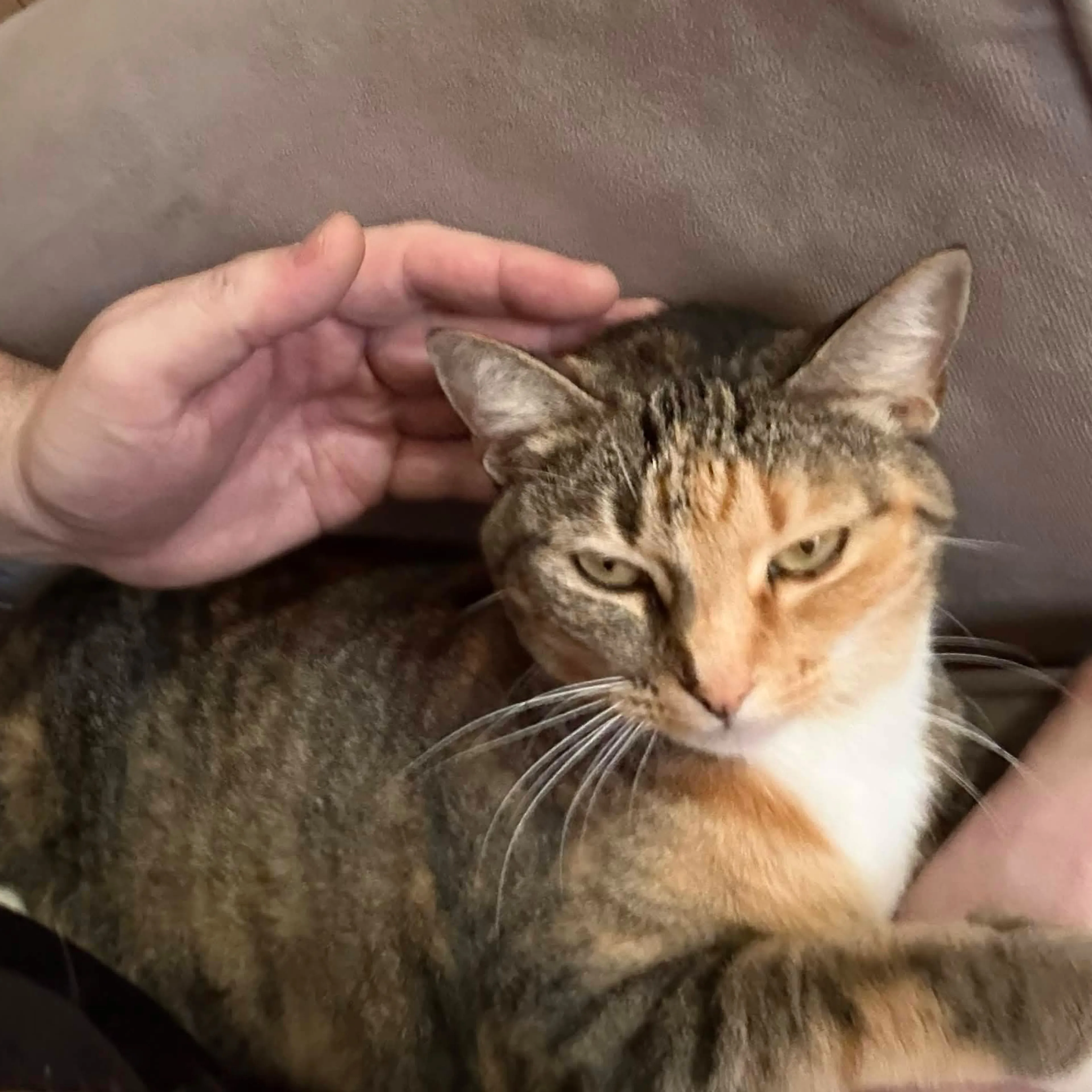 Lost pet-1
