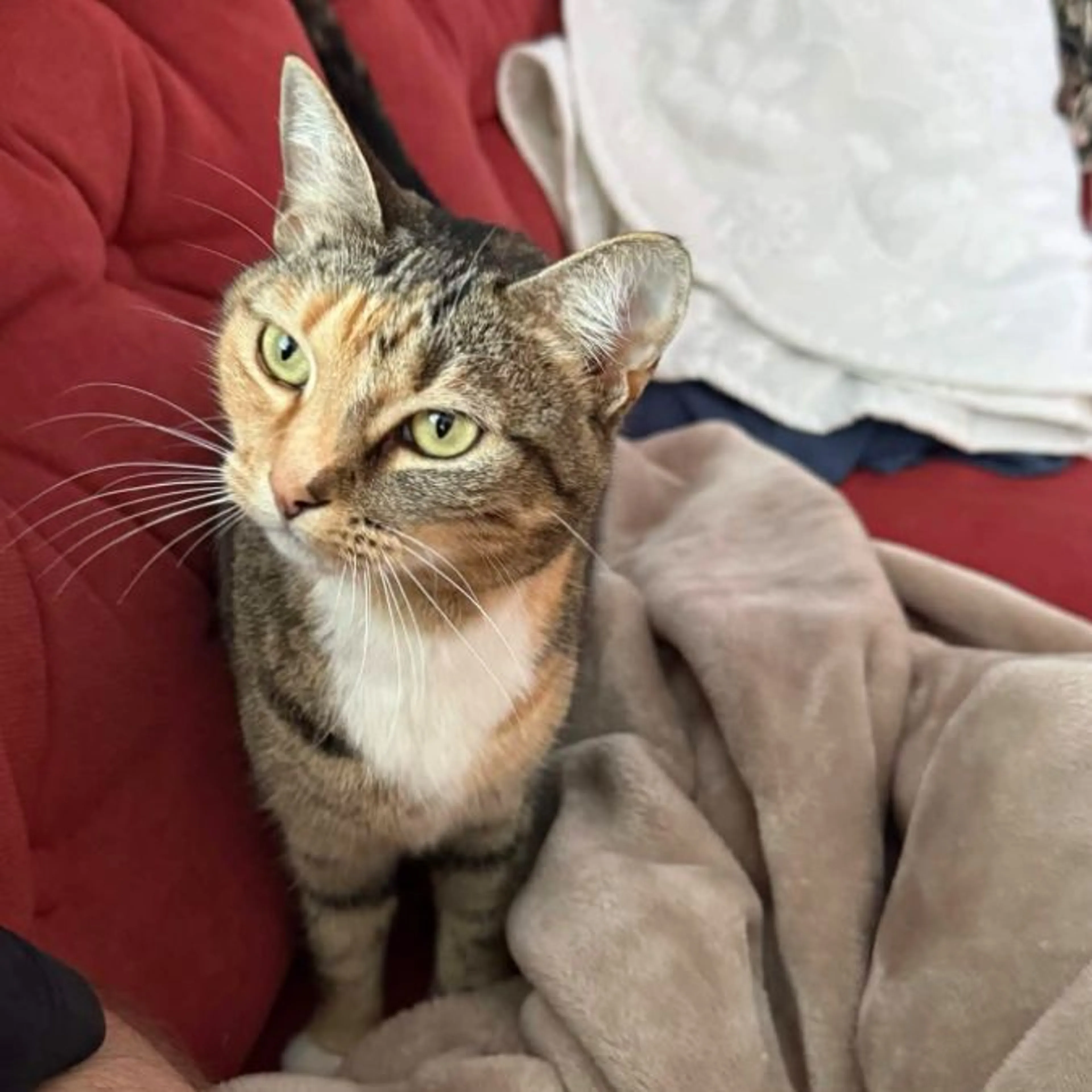 Lost pet-0