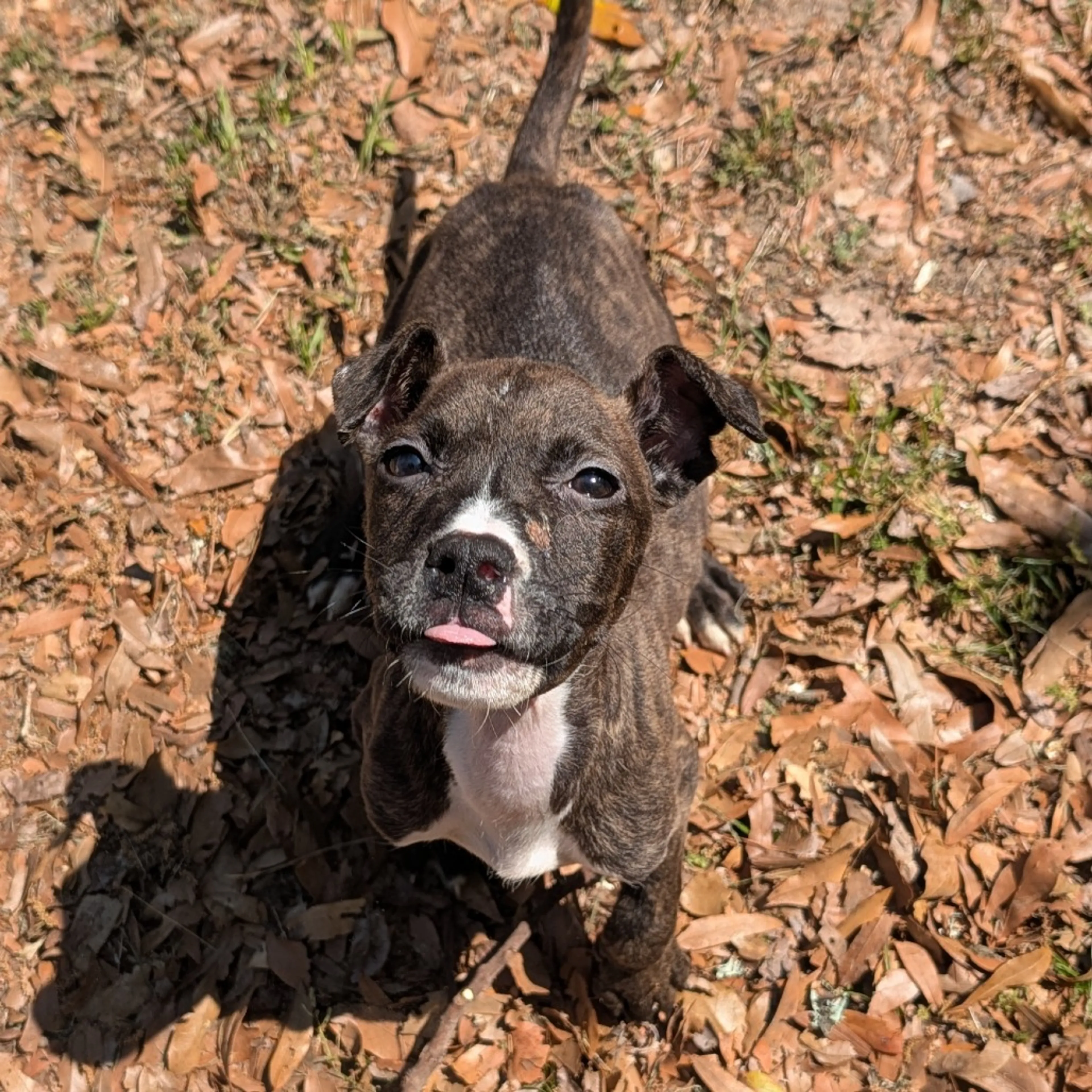 Found pet-1