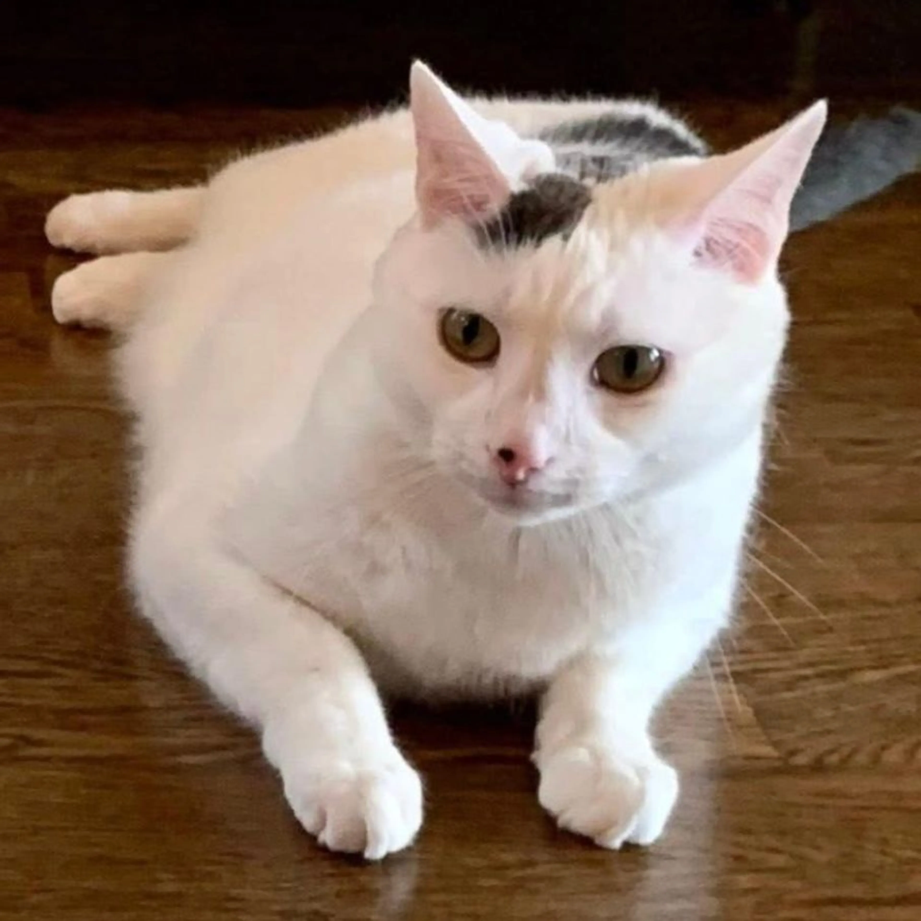 Lost pet-0