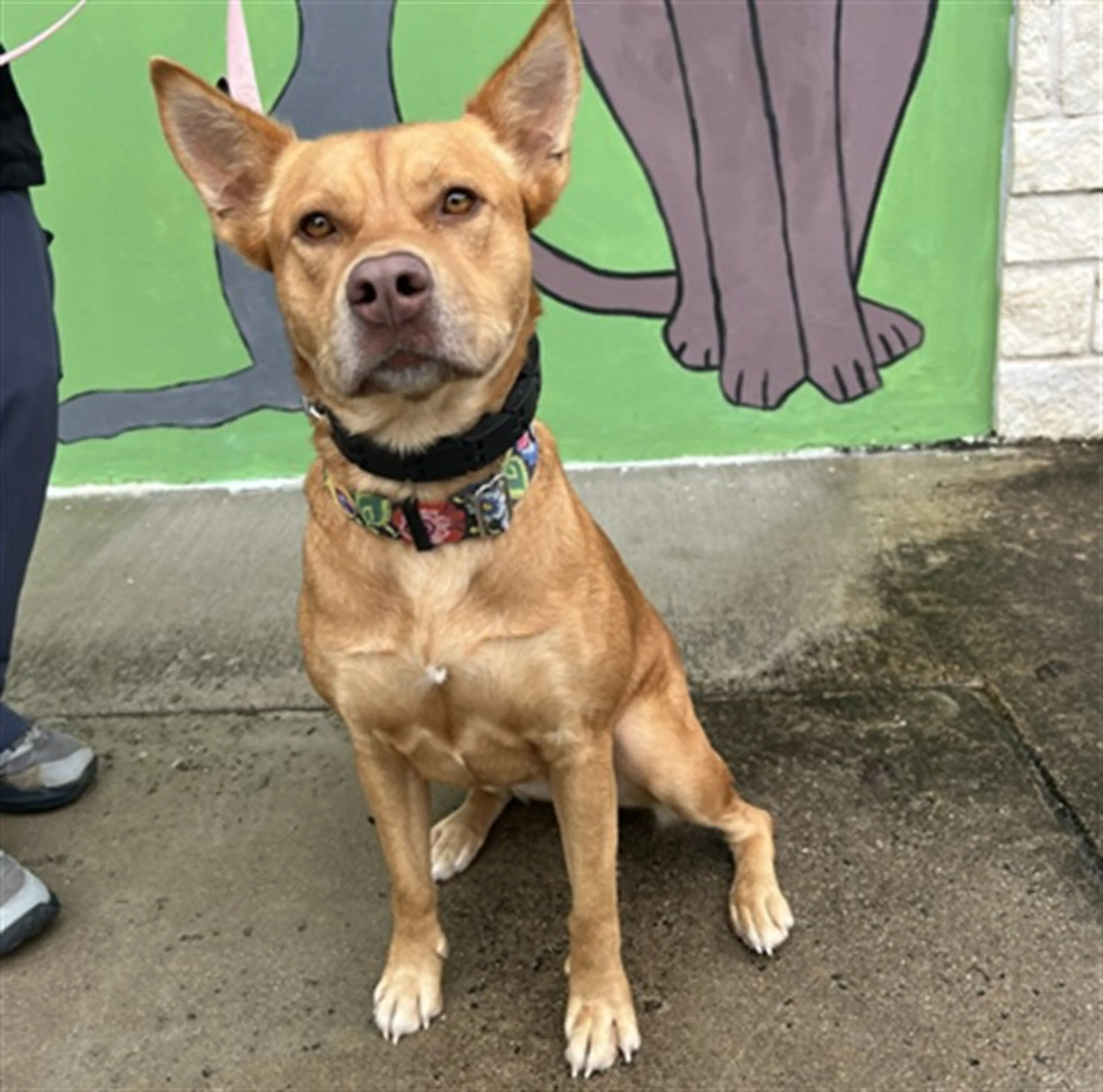Found pet