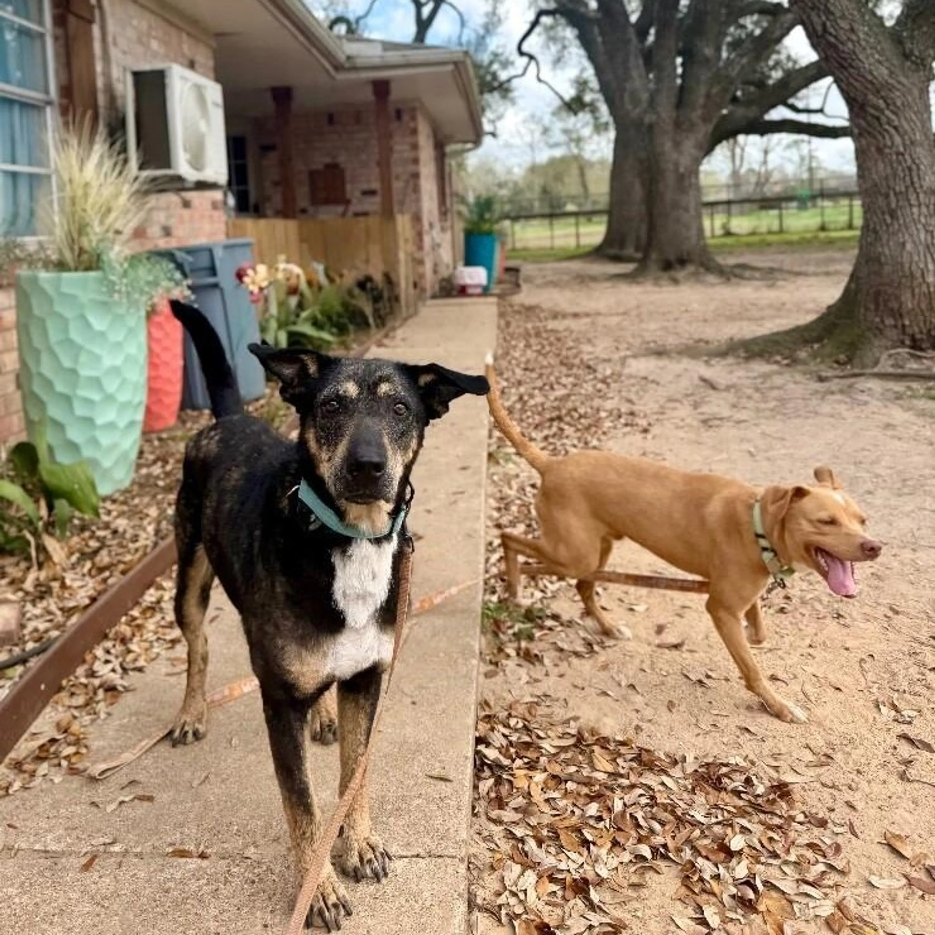 Found pet-2