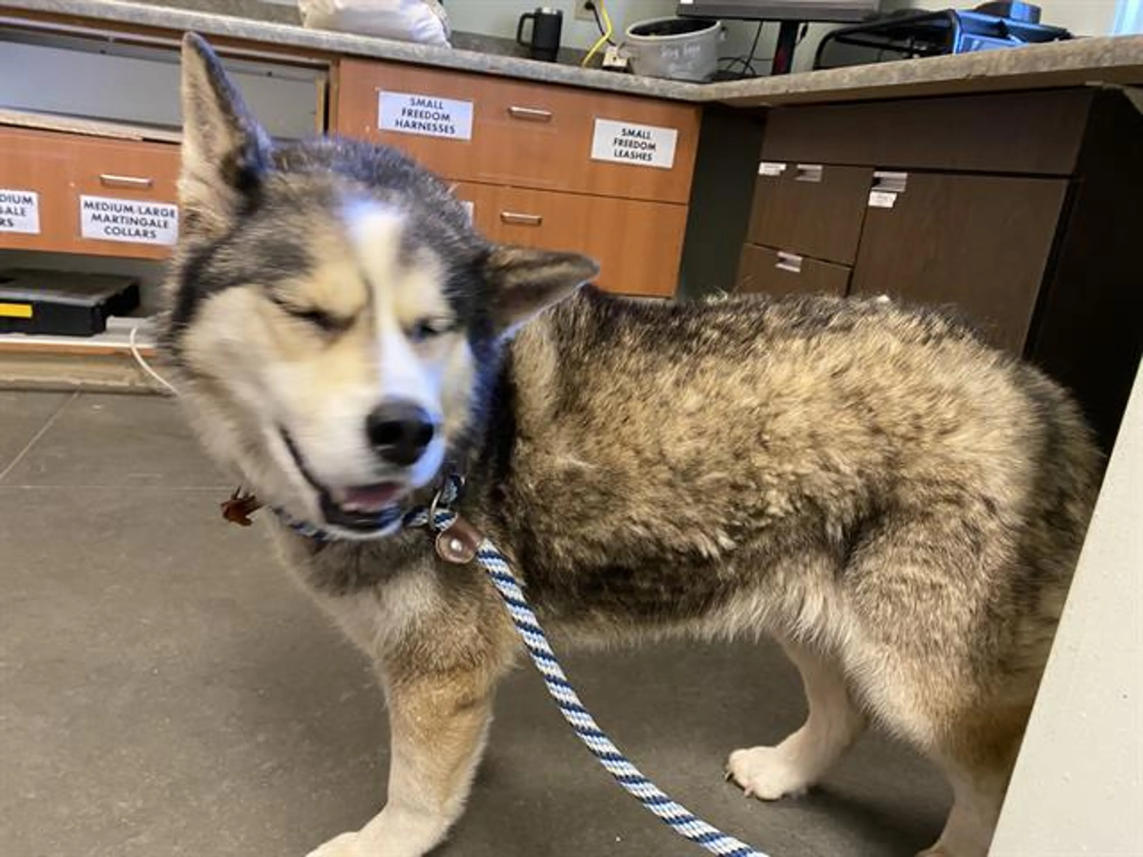 Found pet