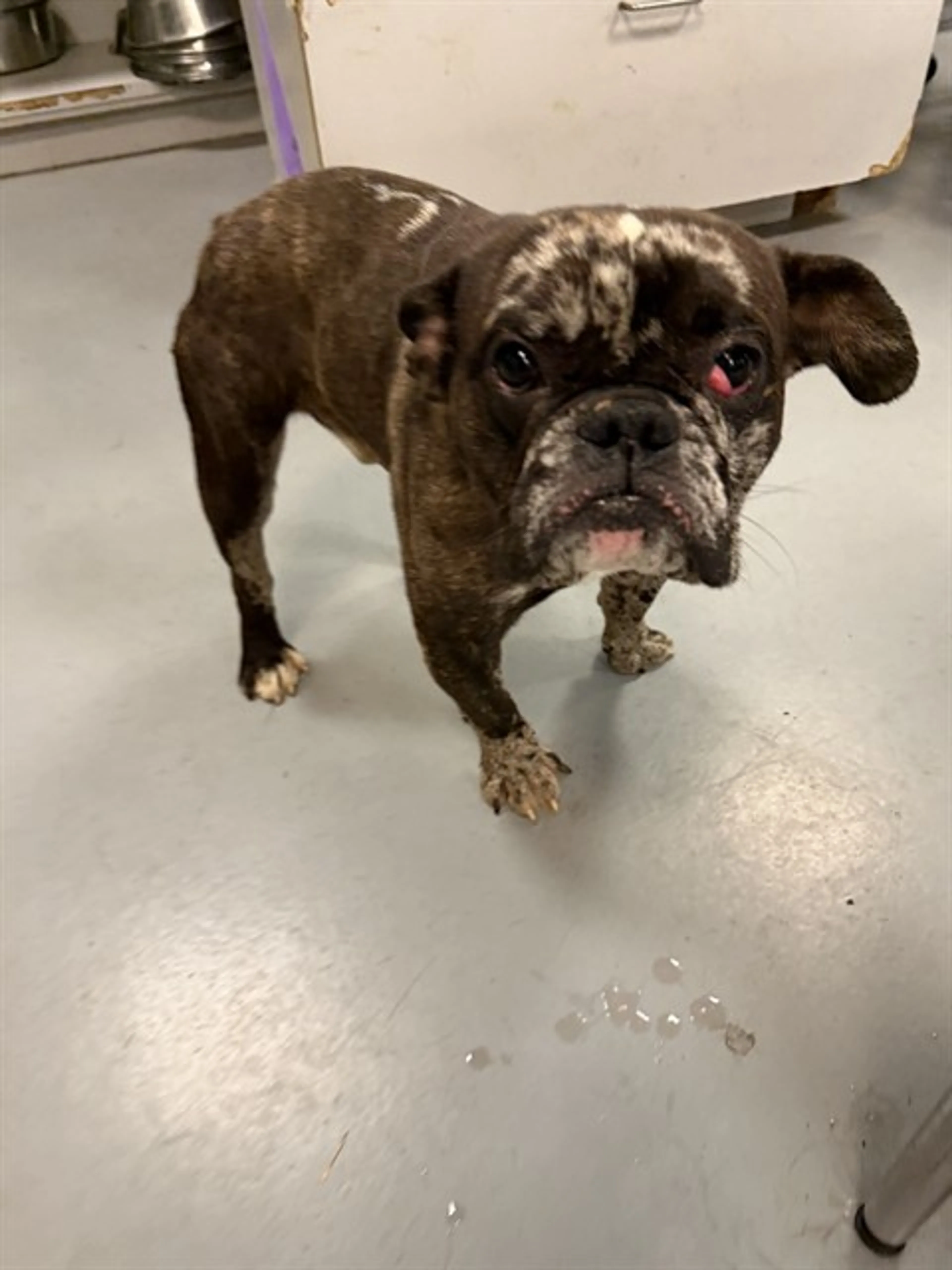 Found pet