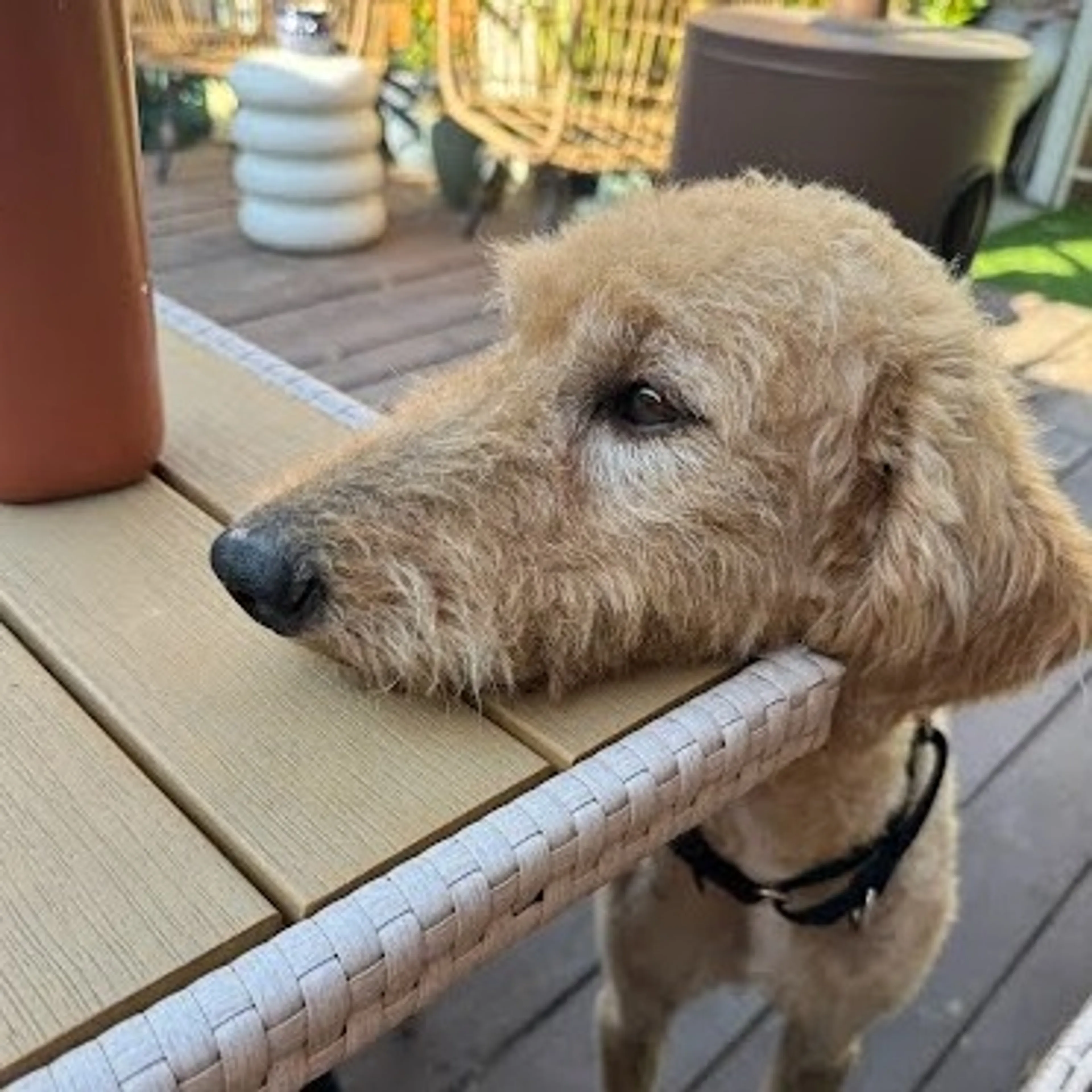 Found pet-1