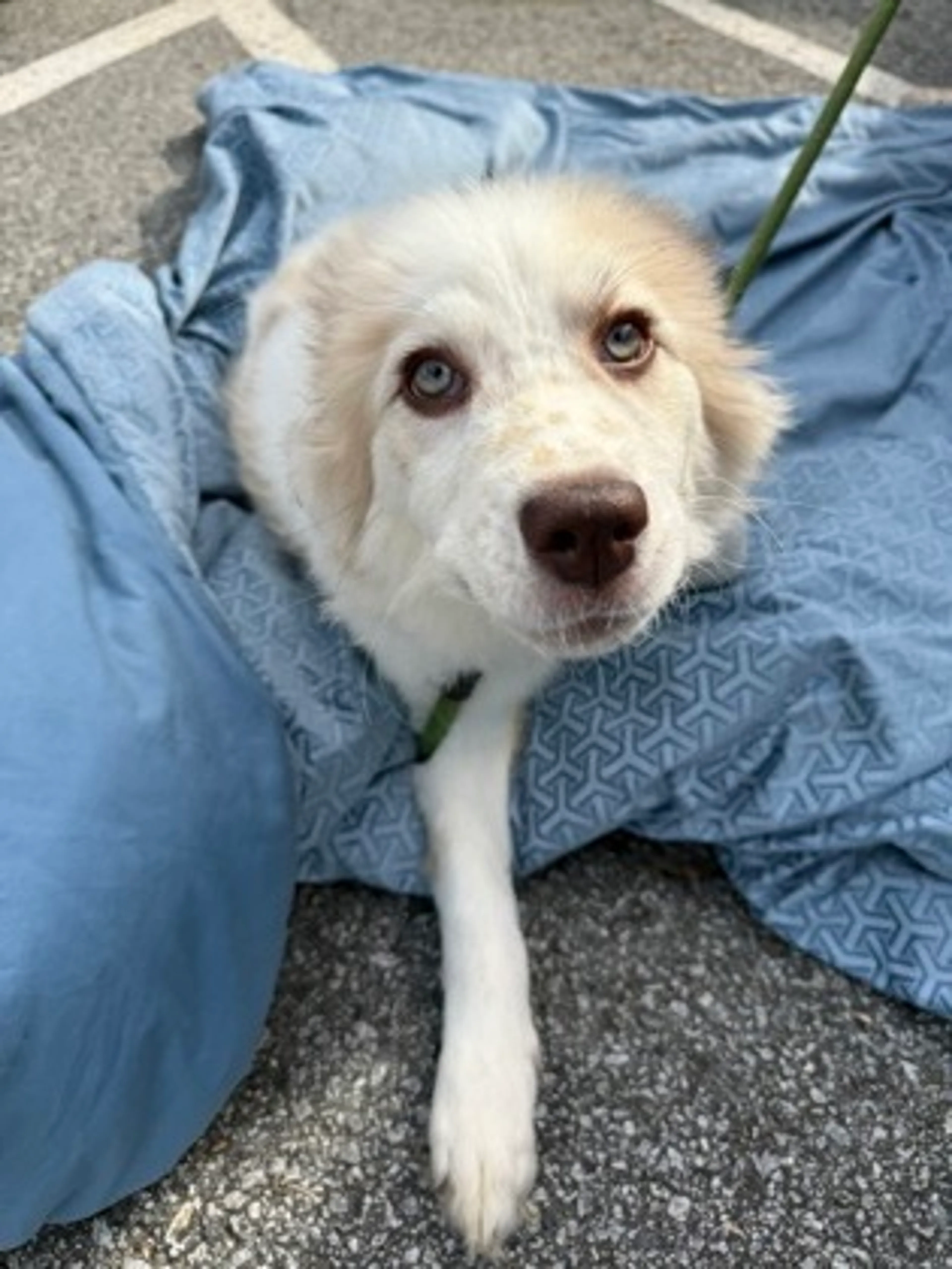 Found pet