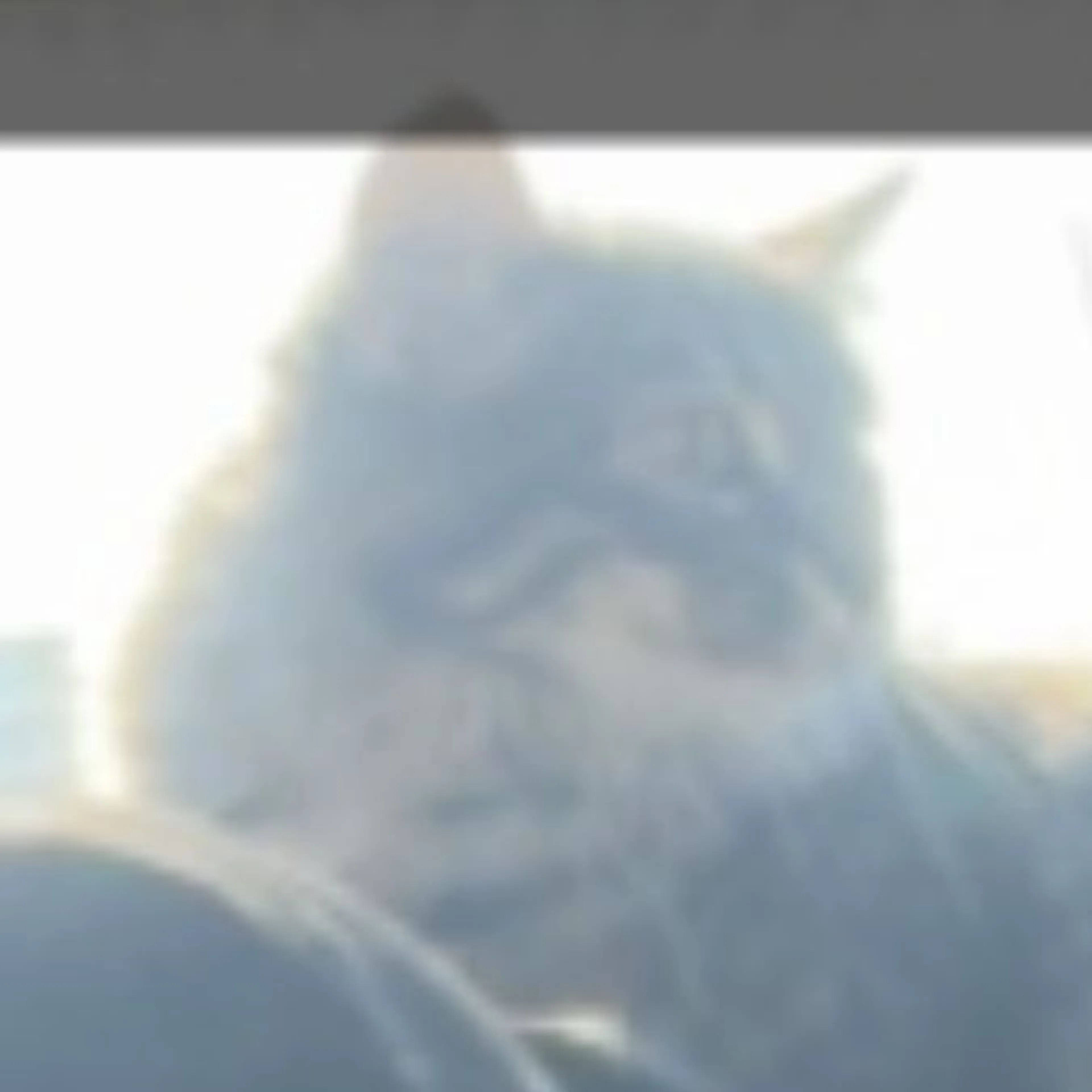 Lost pet