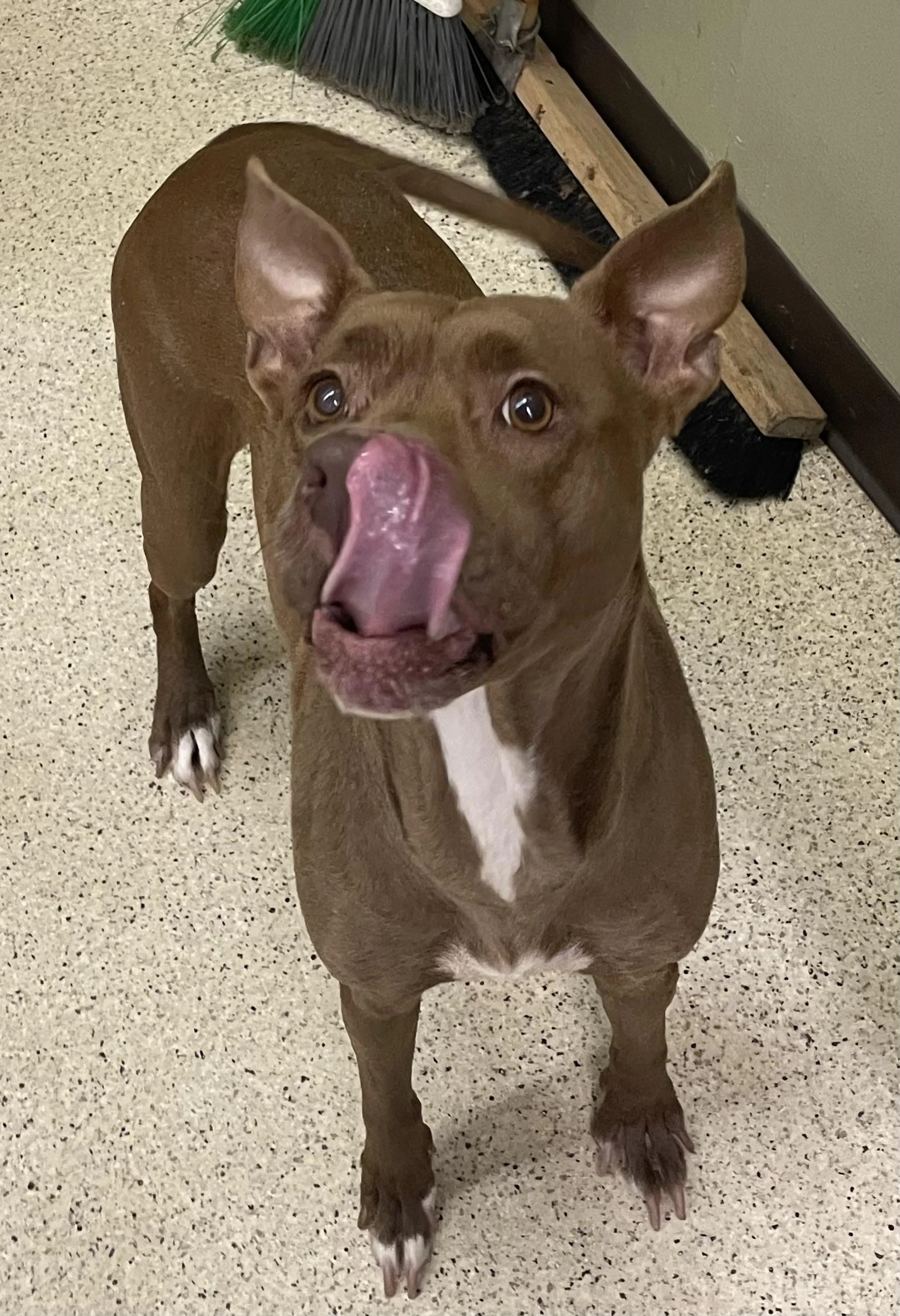 Found pet-2