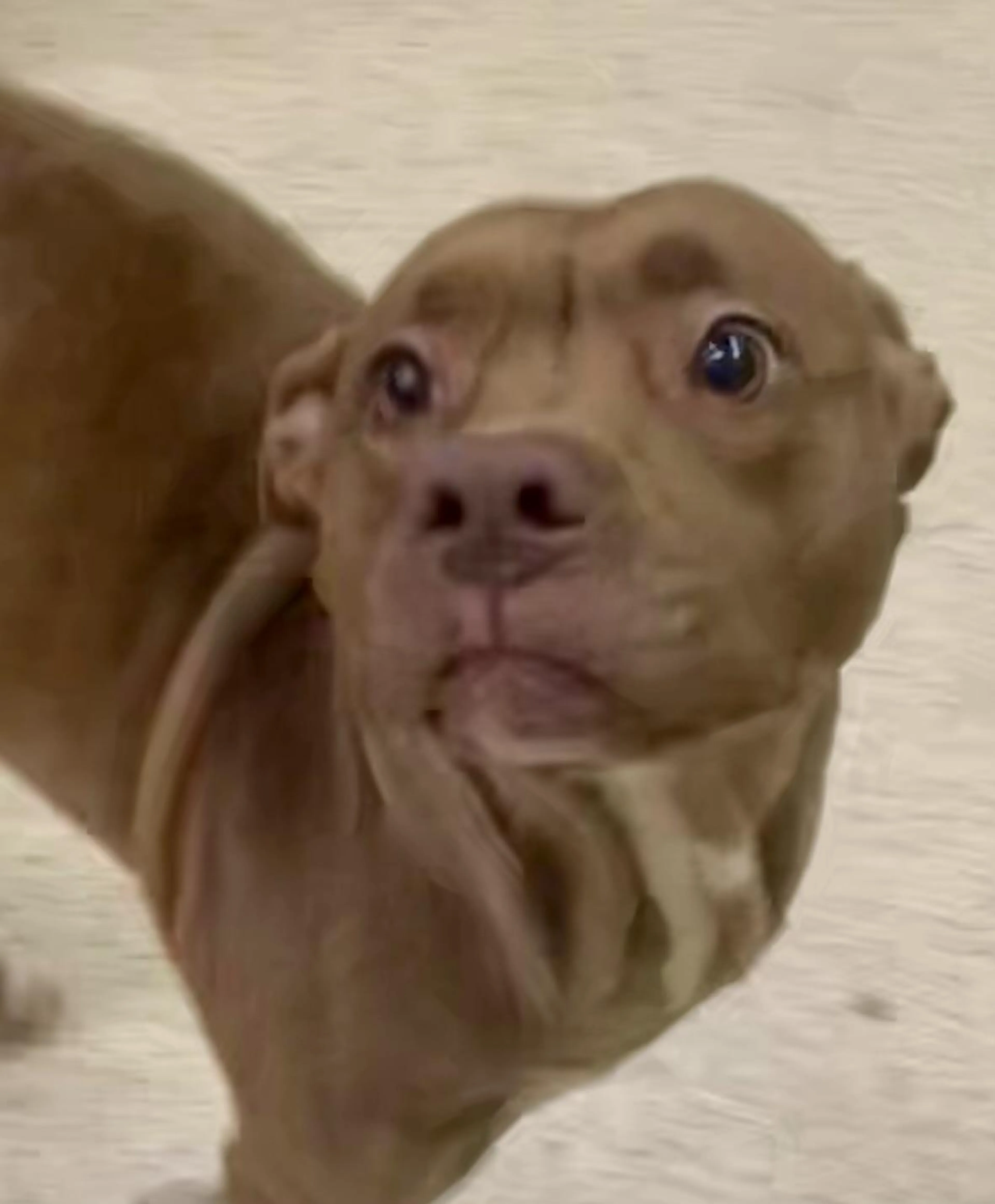 Found pet-5