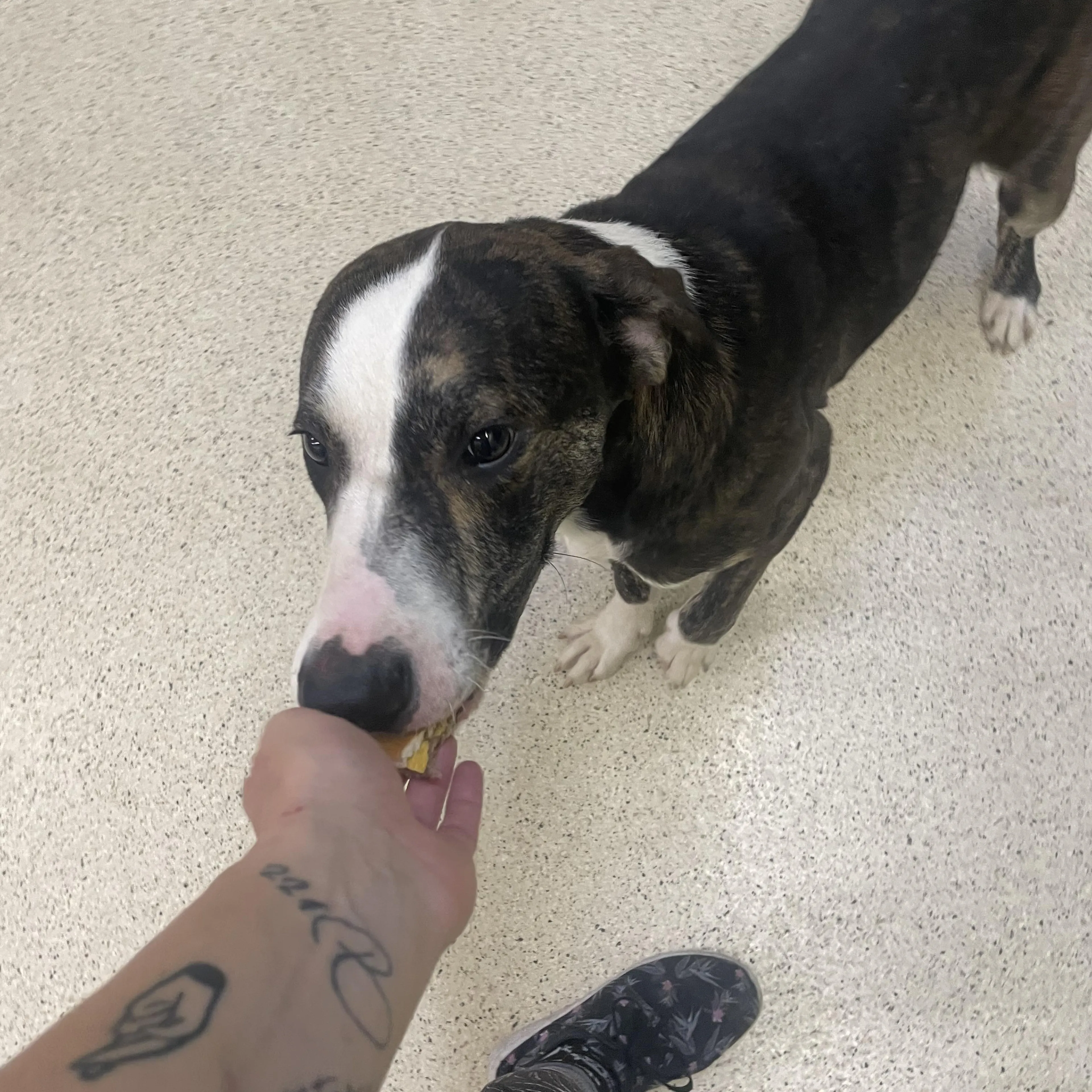 Found pet-1