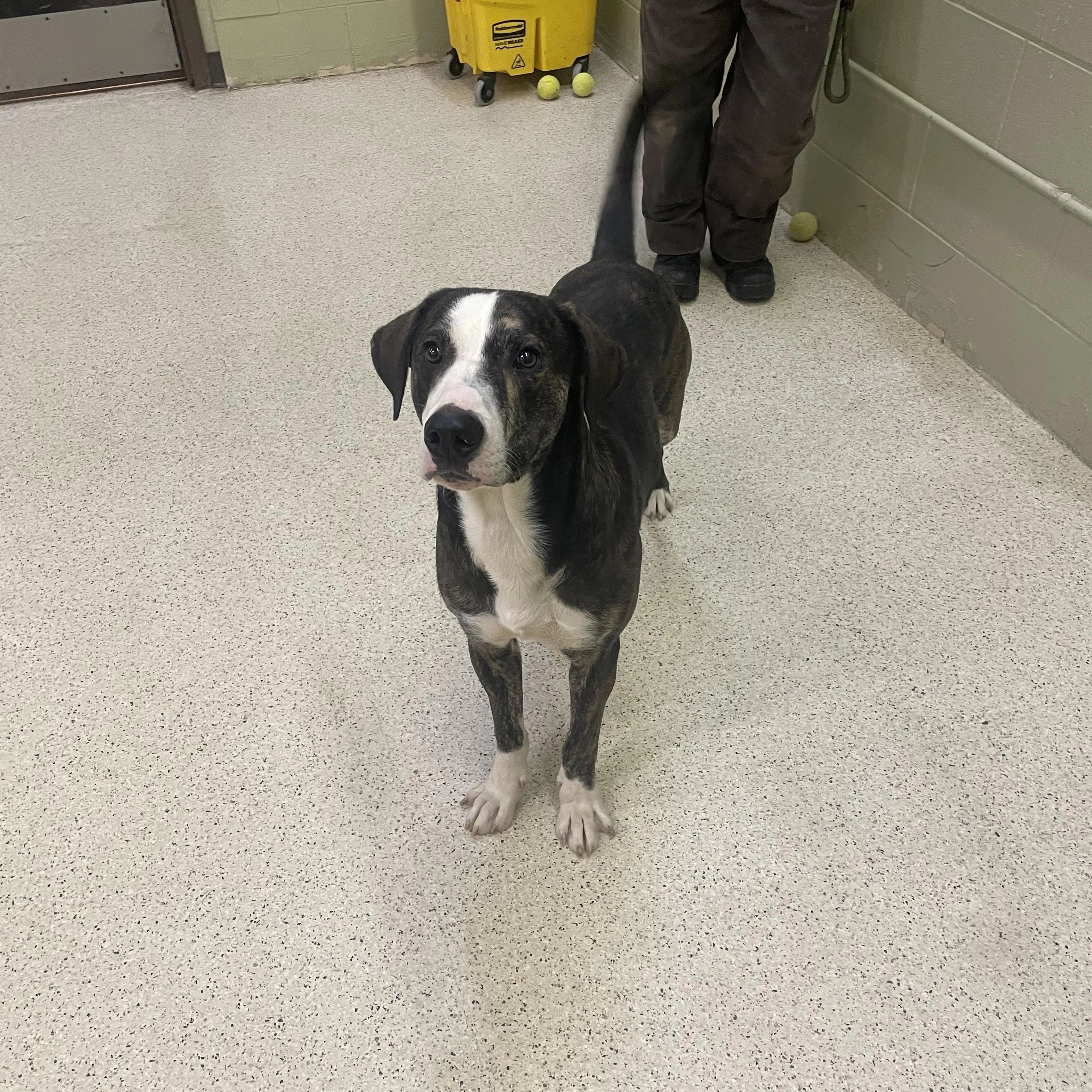 Found pet-2