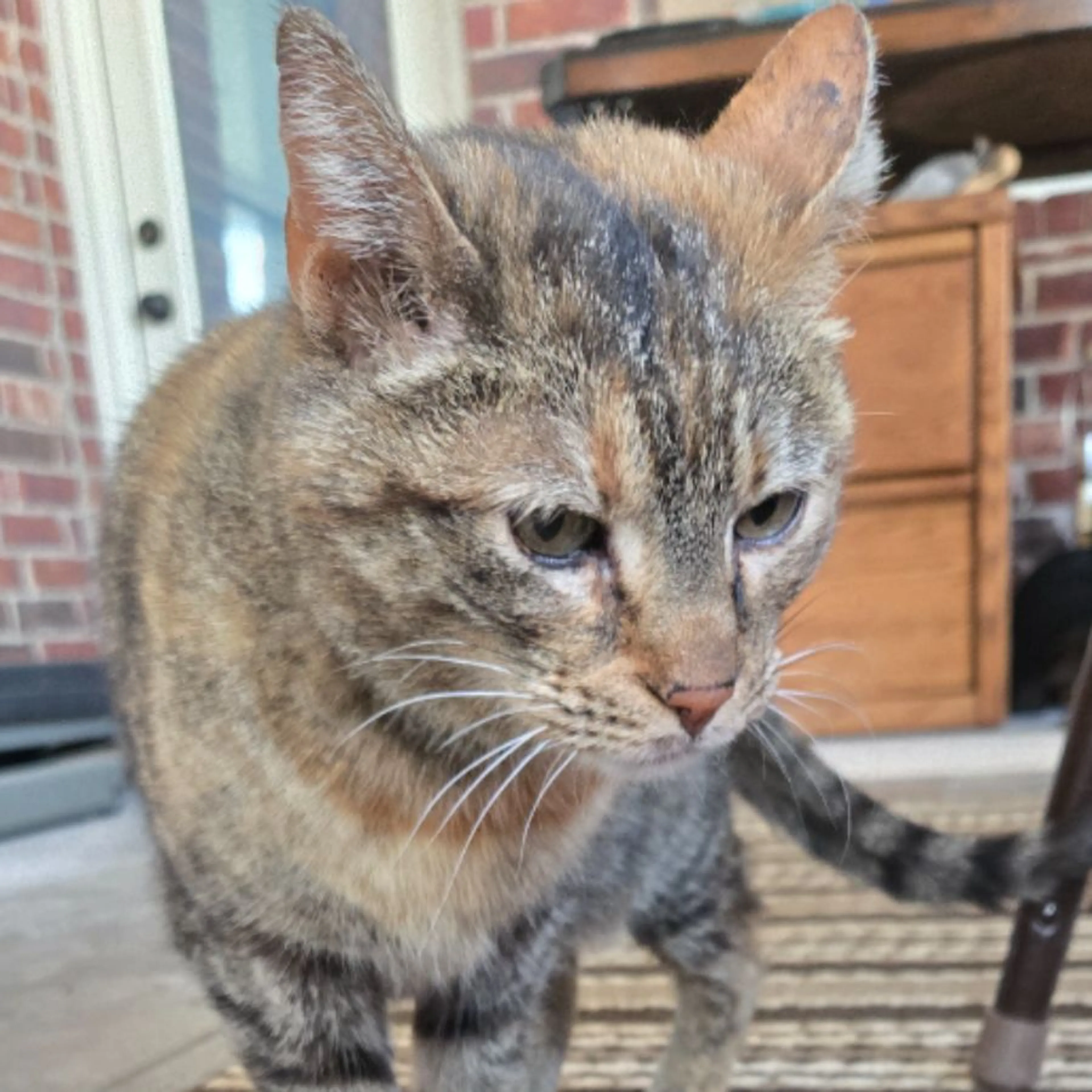 Found pet