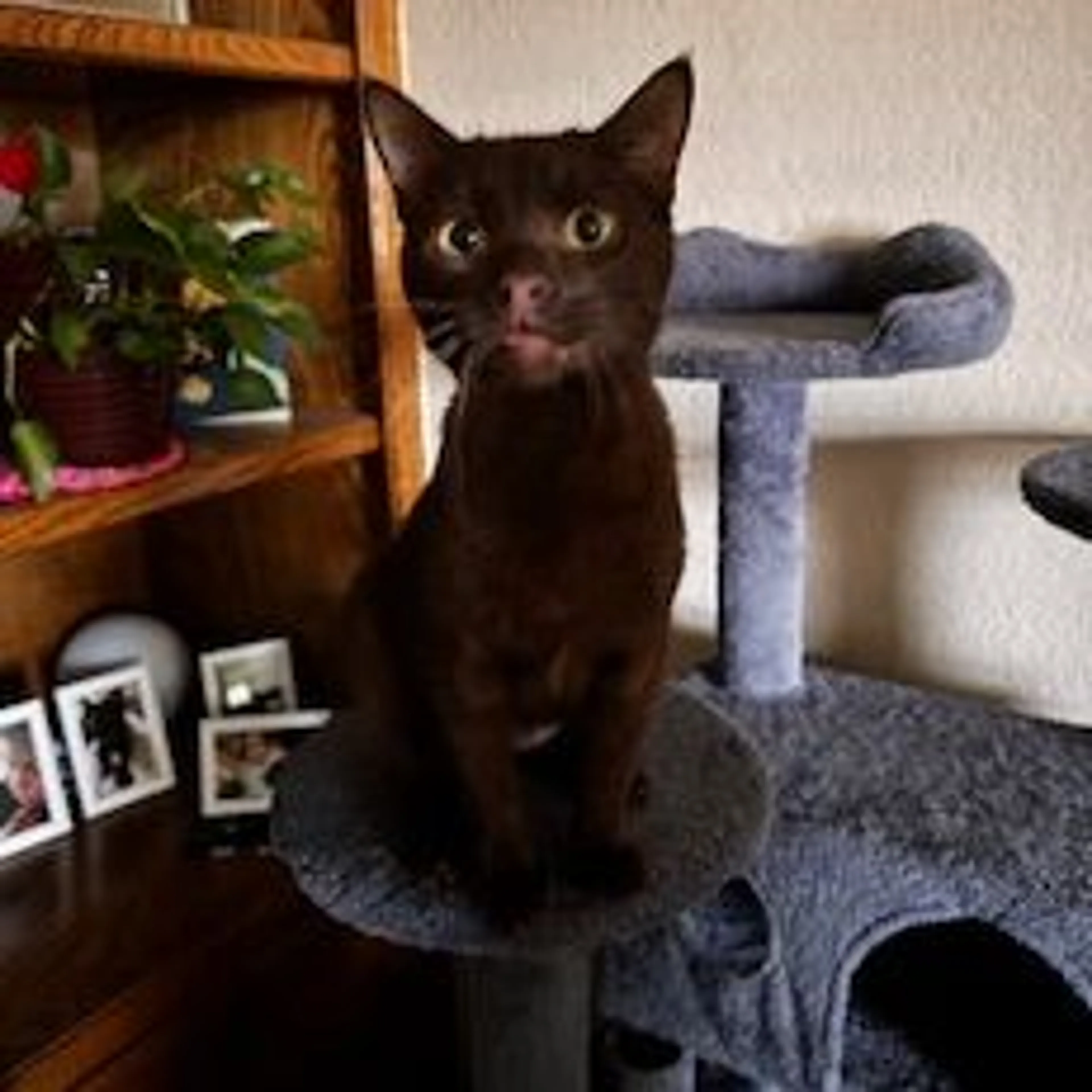 Lost pet