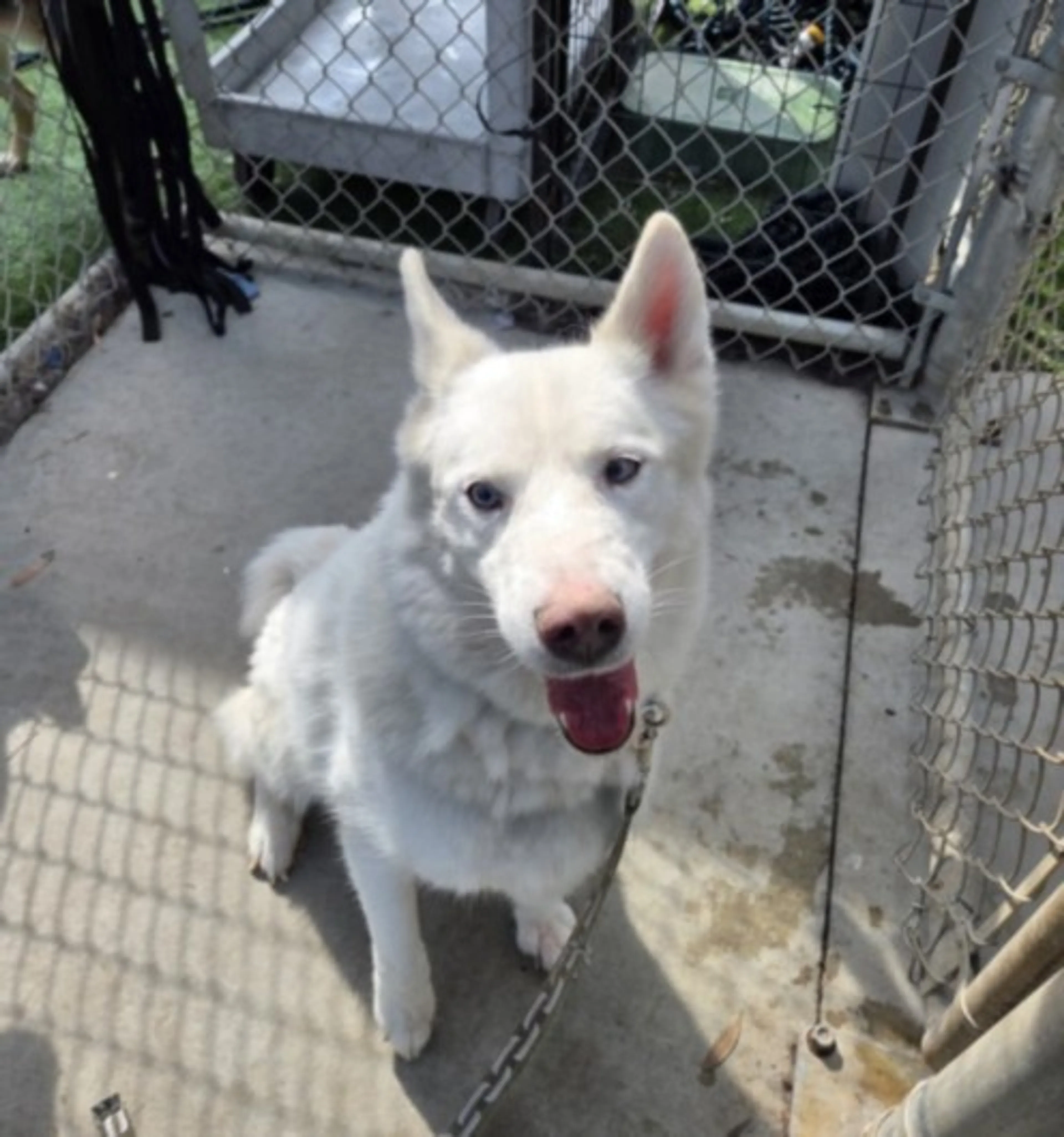 Found pet
