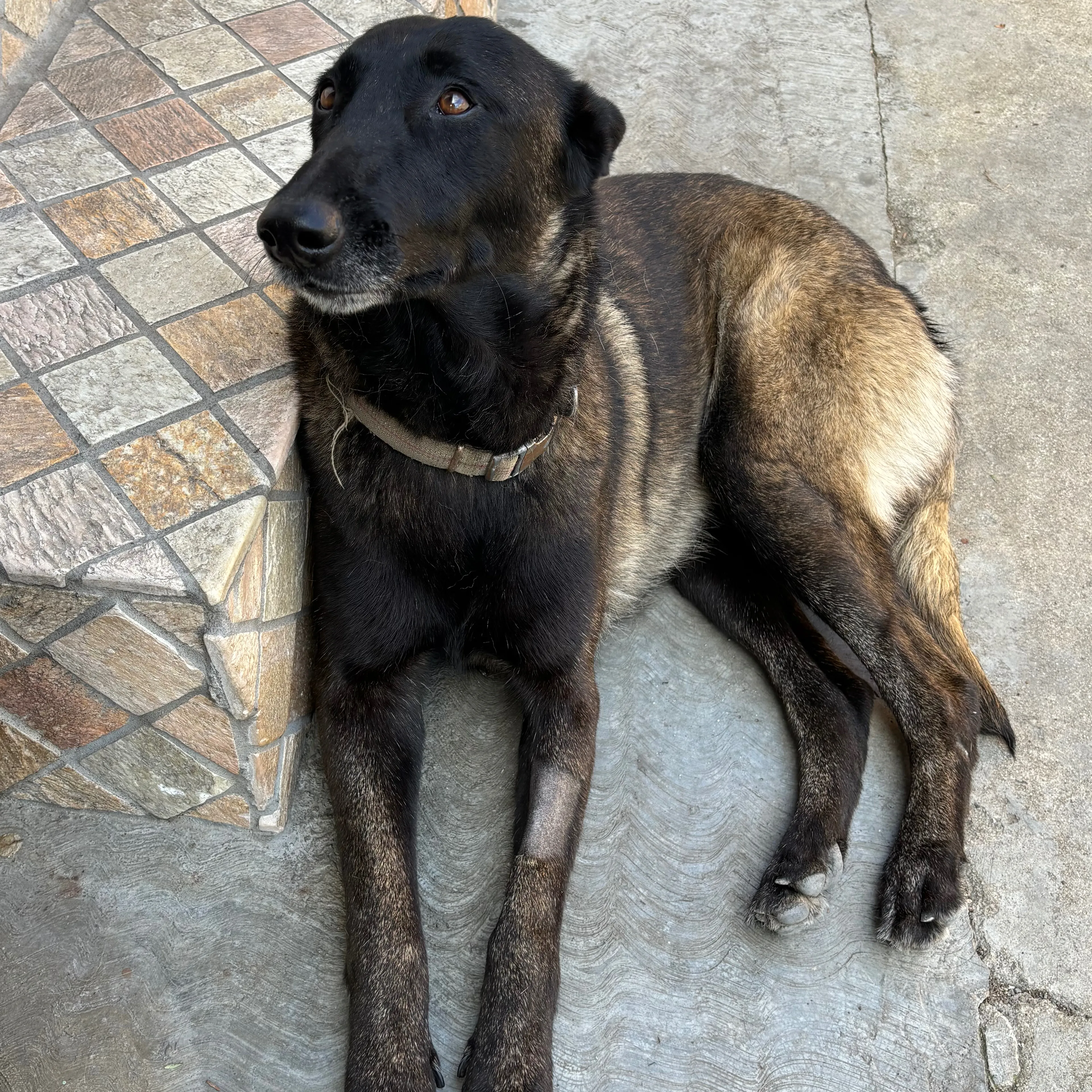 Lost pet-3
