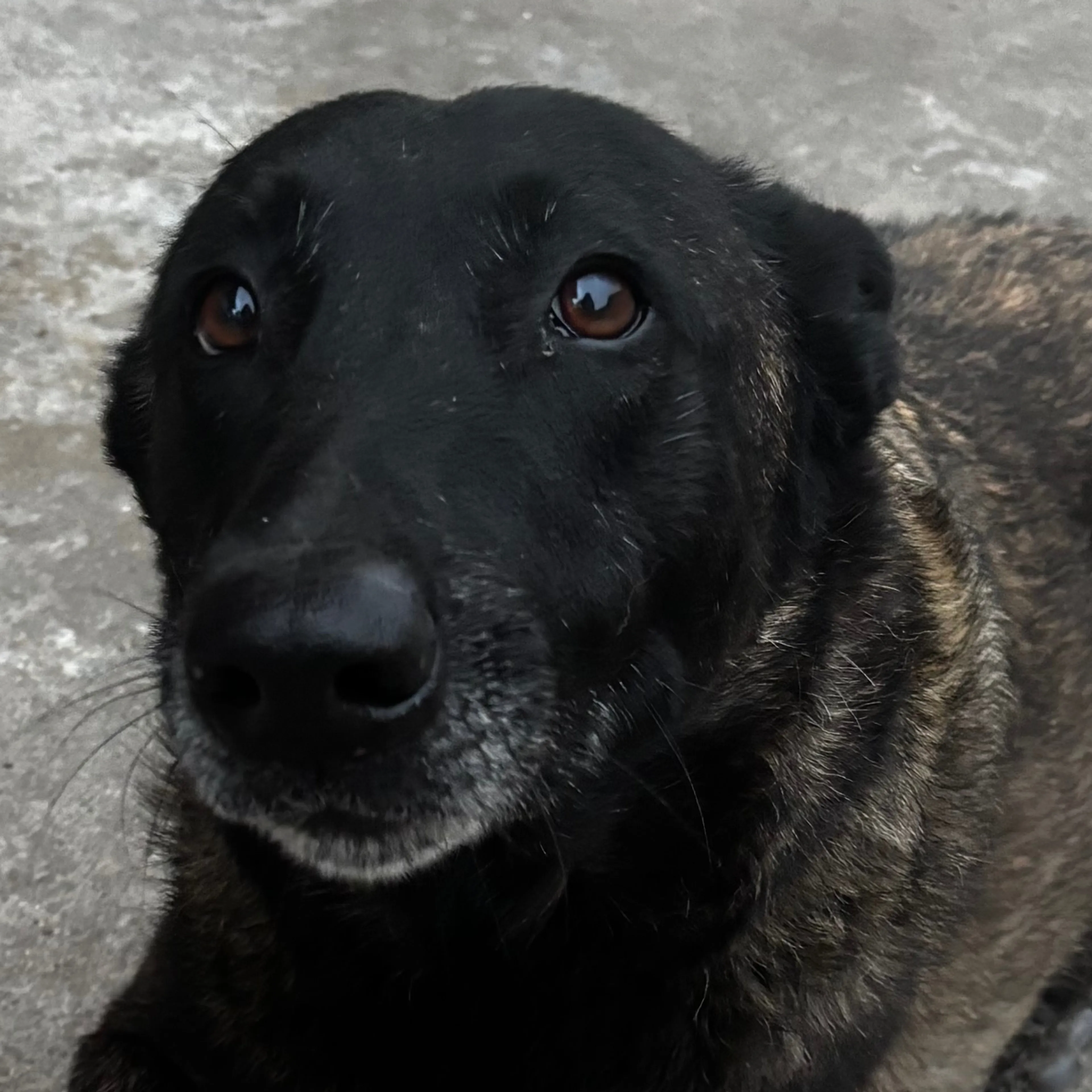 Lost pet-2