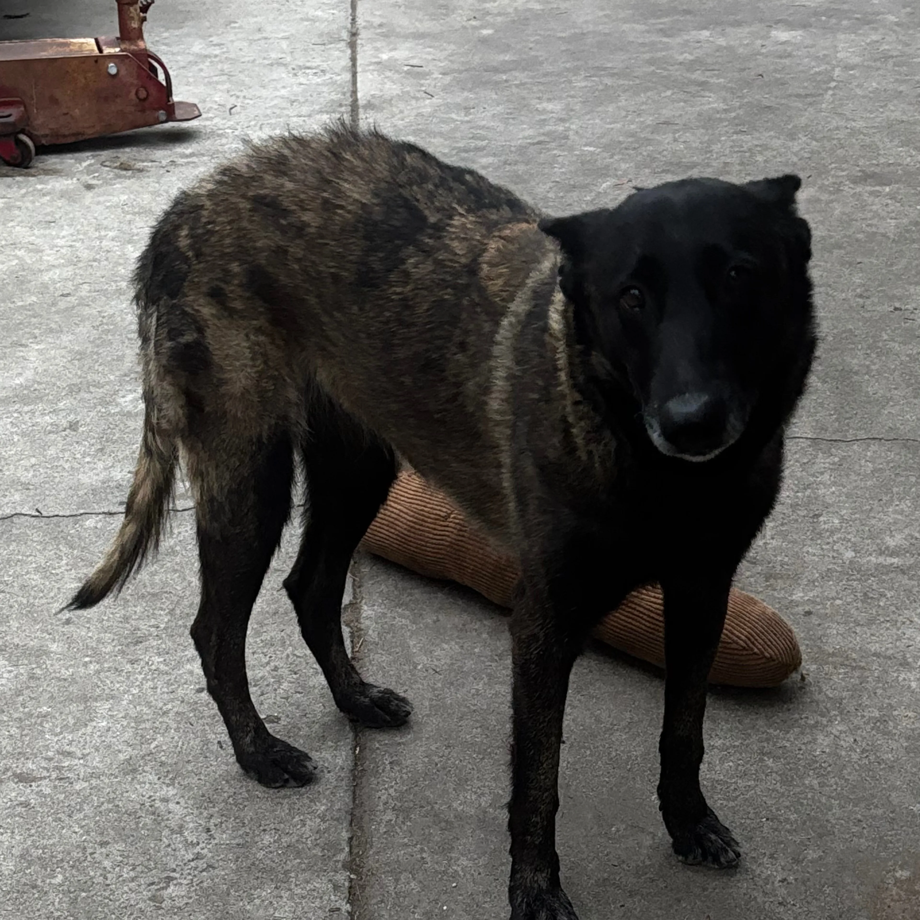 Lost pet-1
