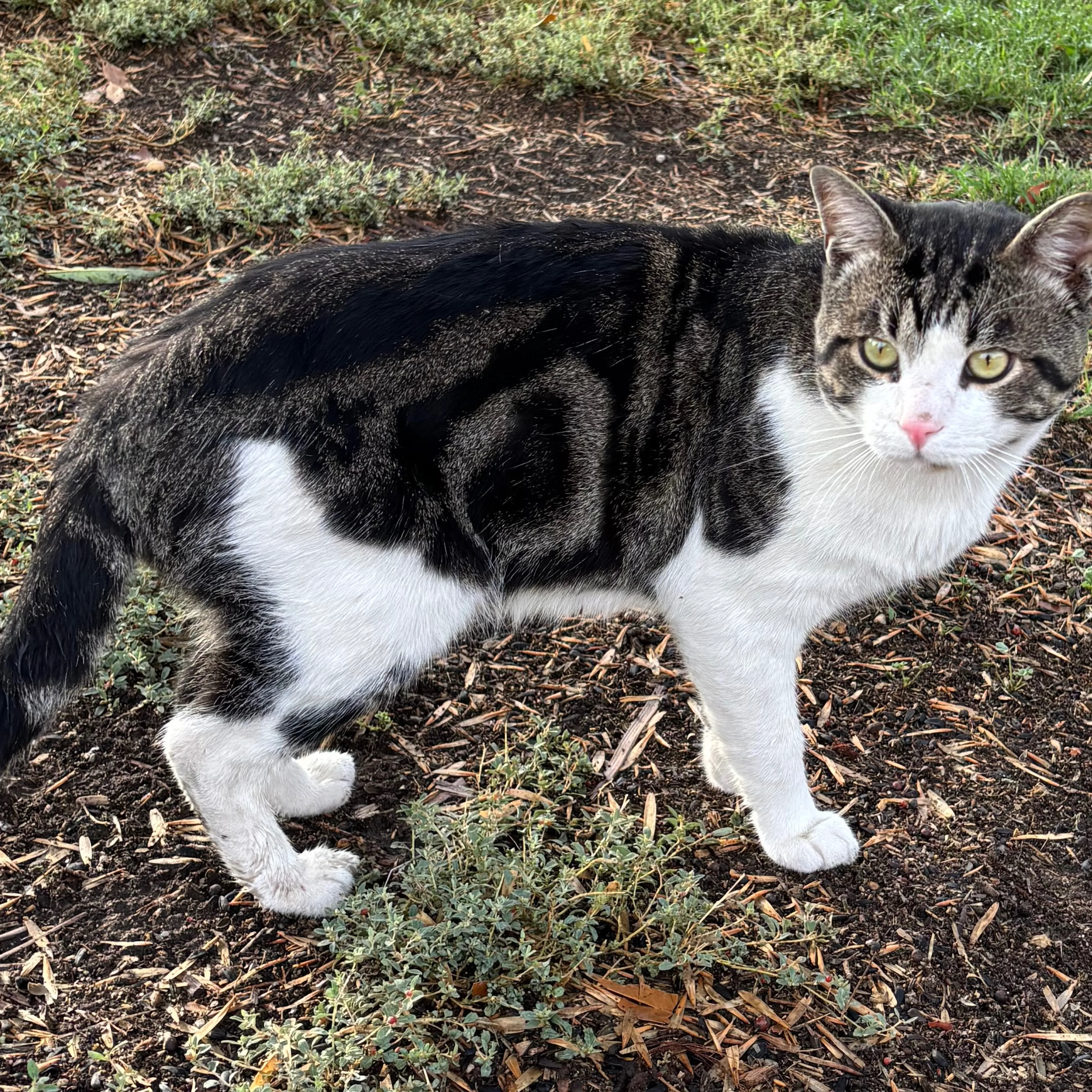 Lost pet-1