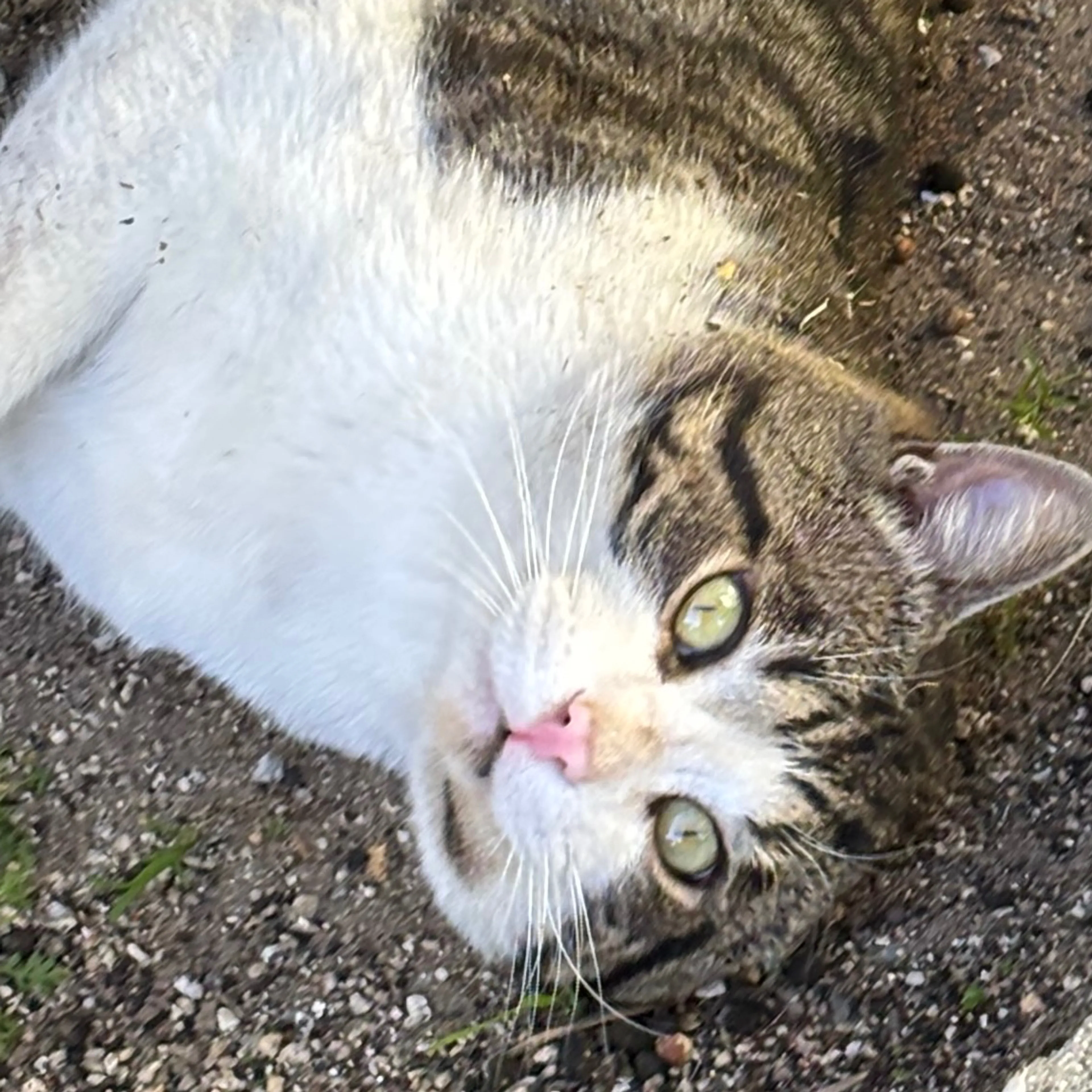 Lost pet-2
