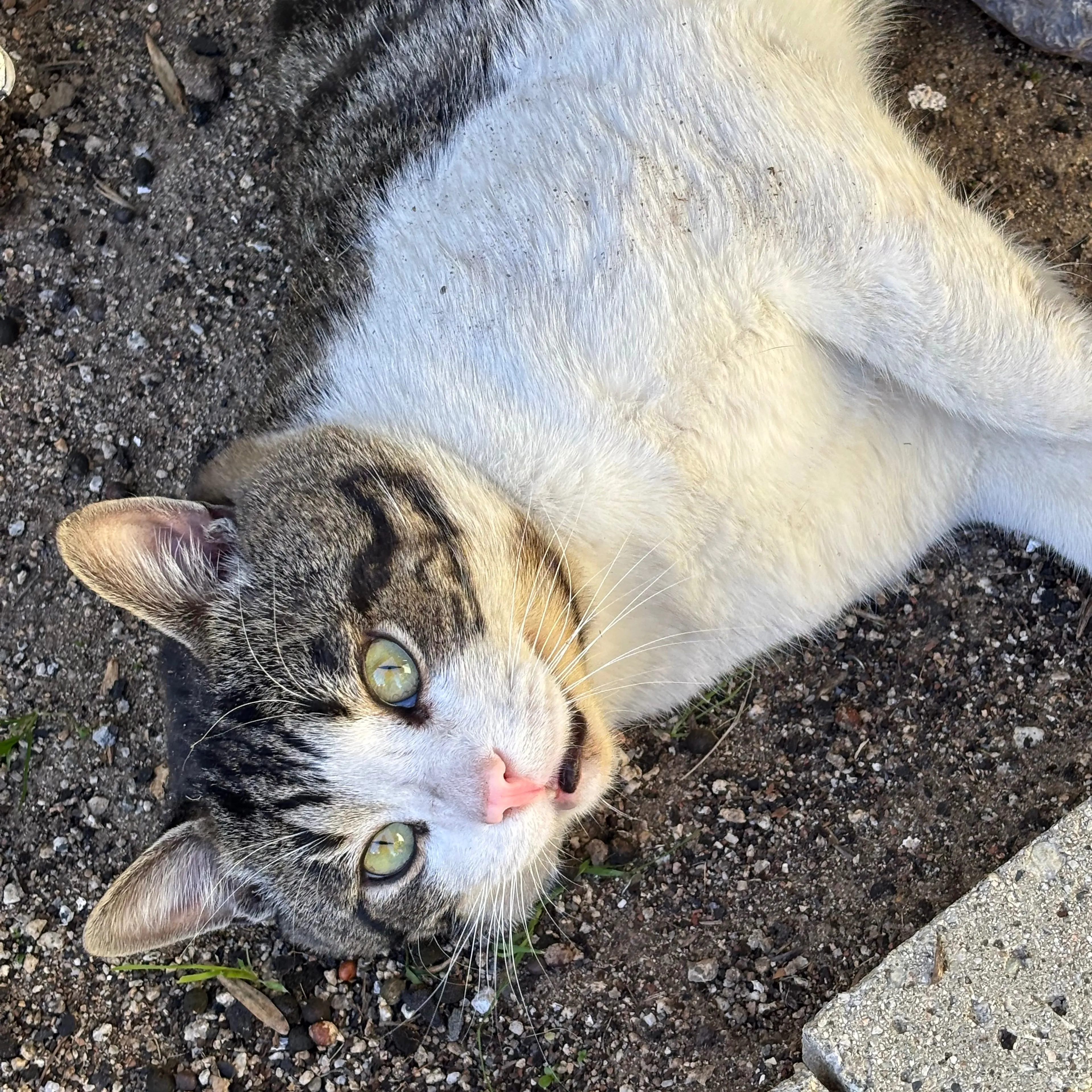 Lost pet-0