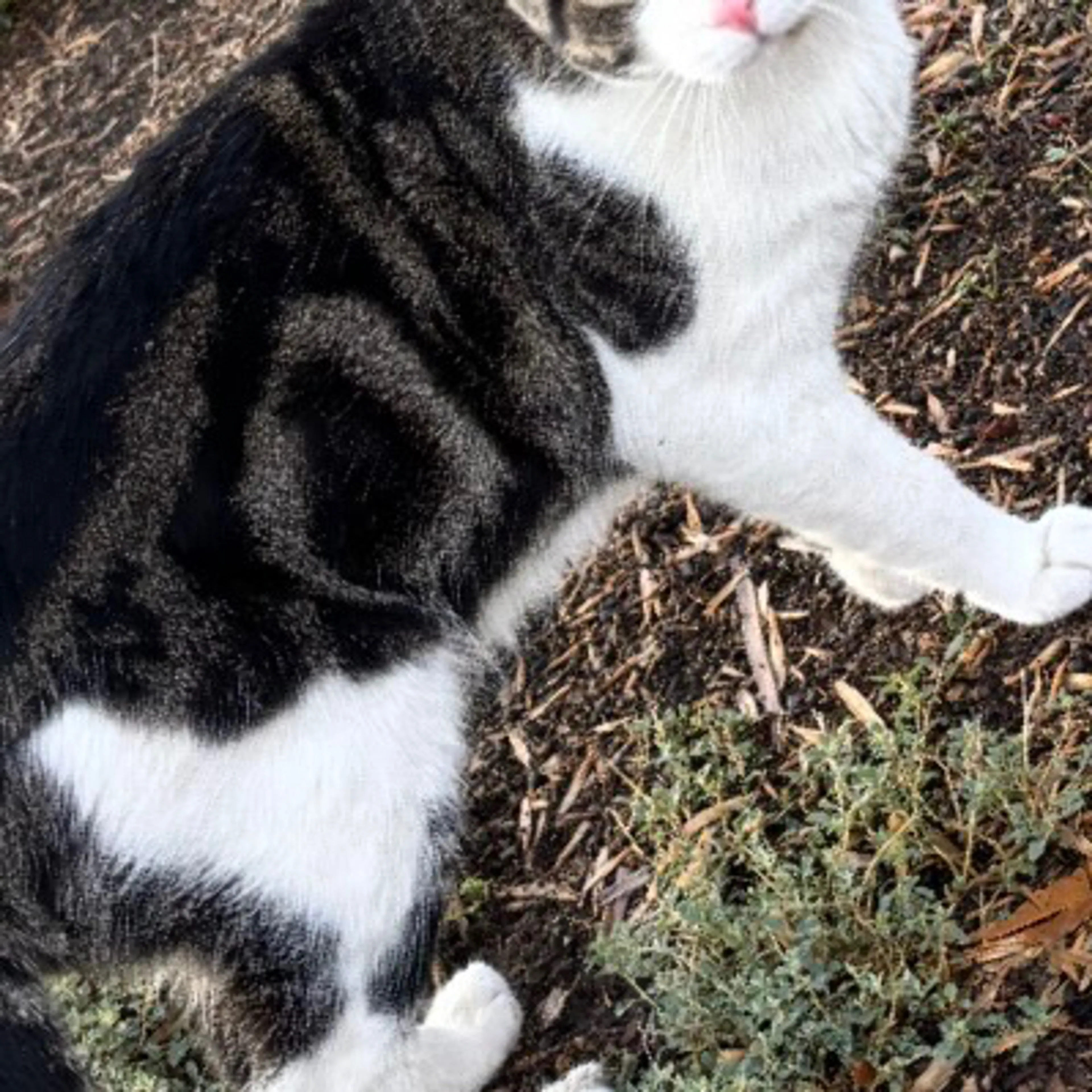Lost pet-3