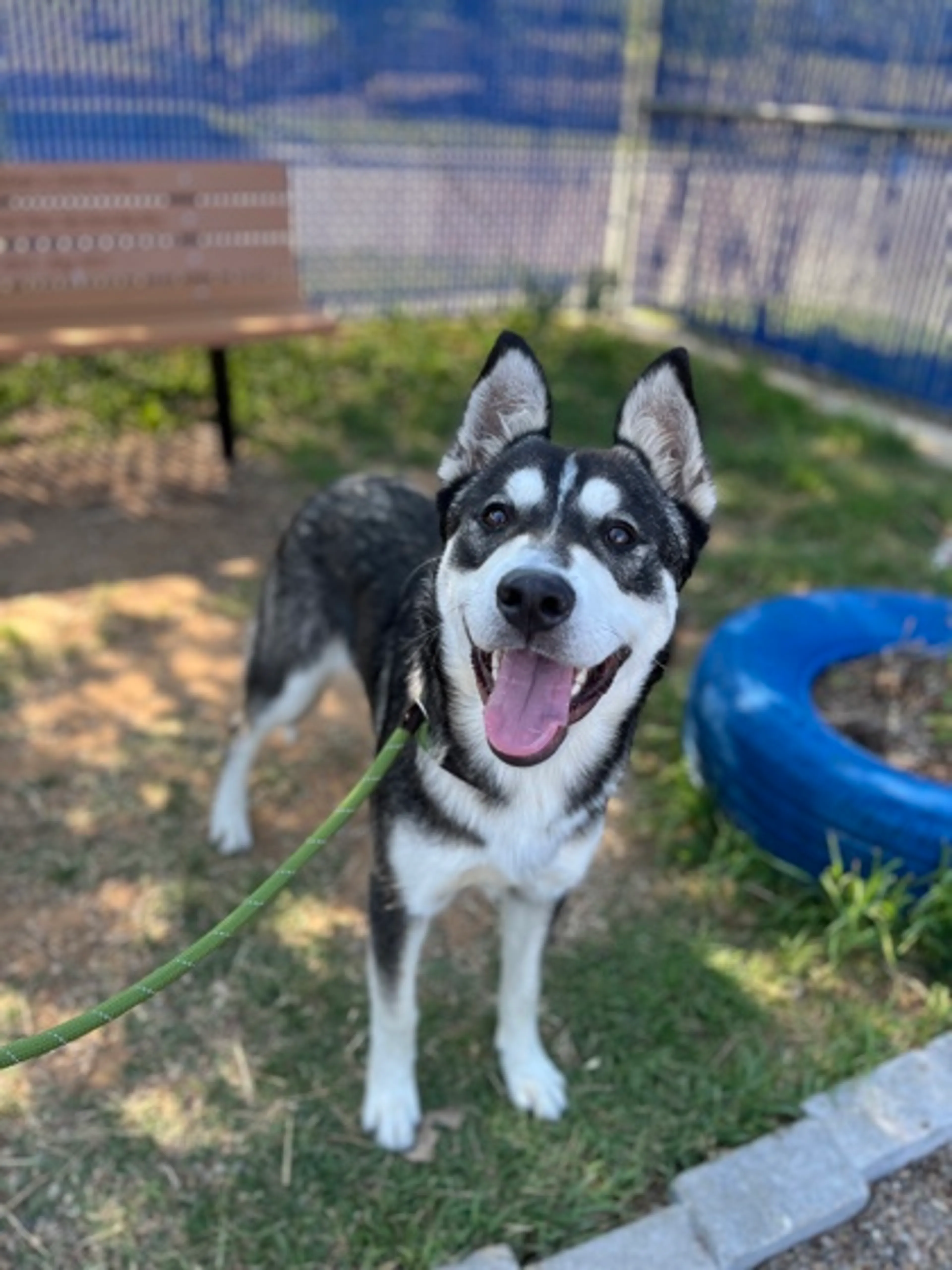 Found pet-2