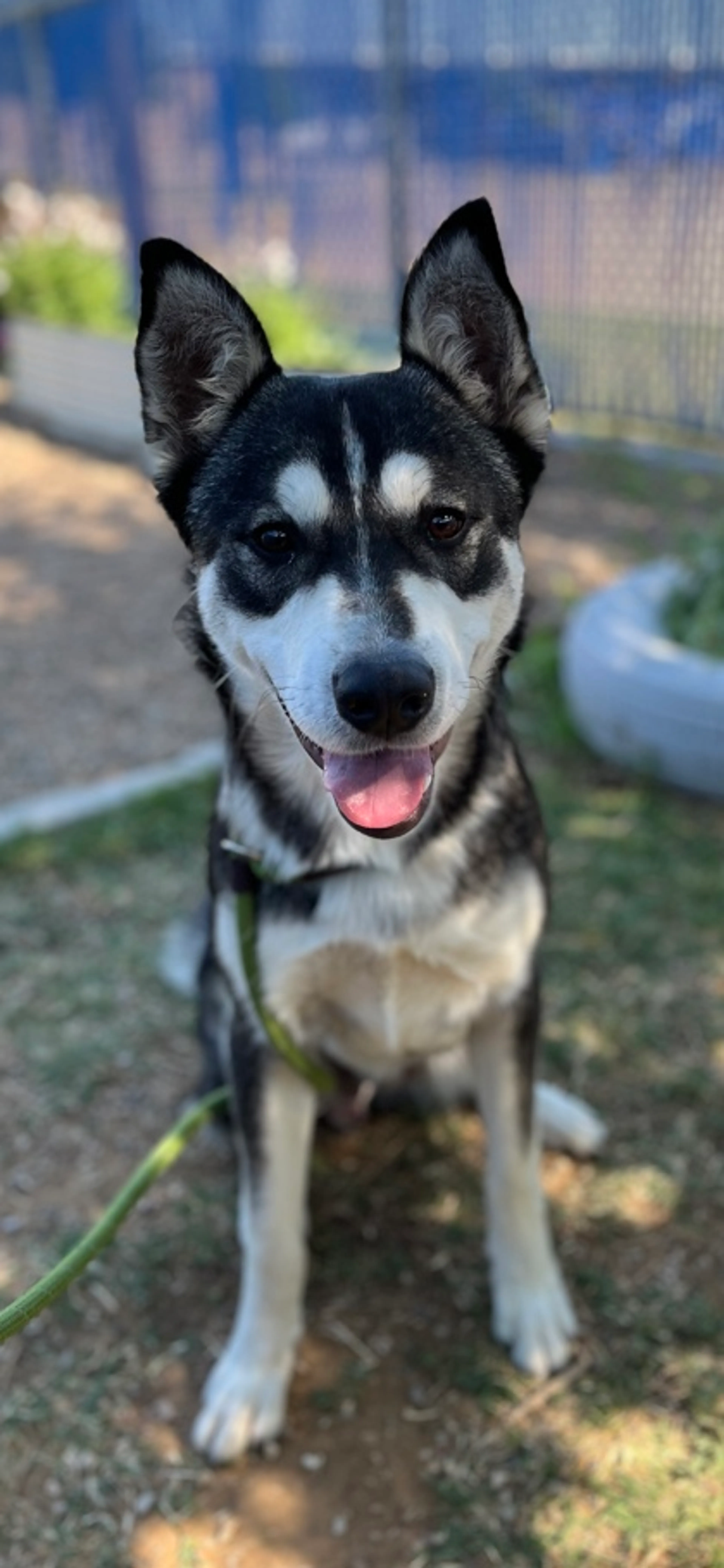 Found pet-1