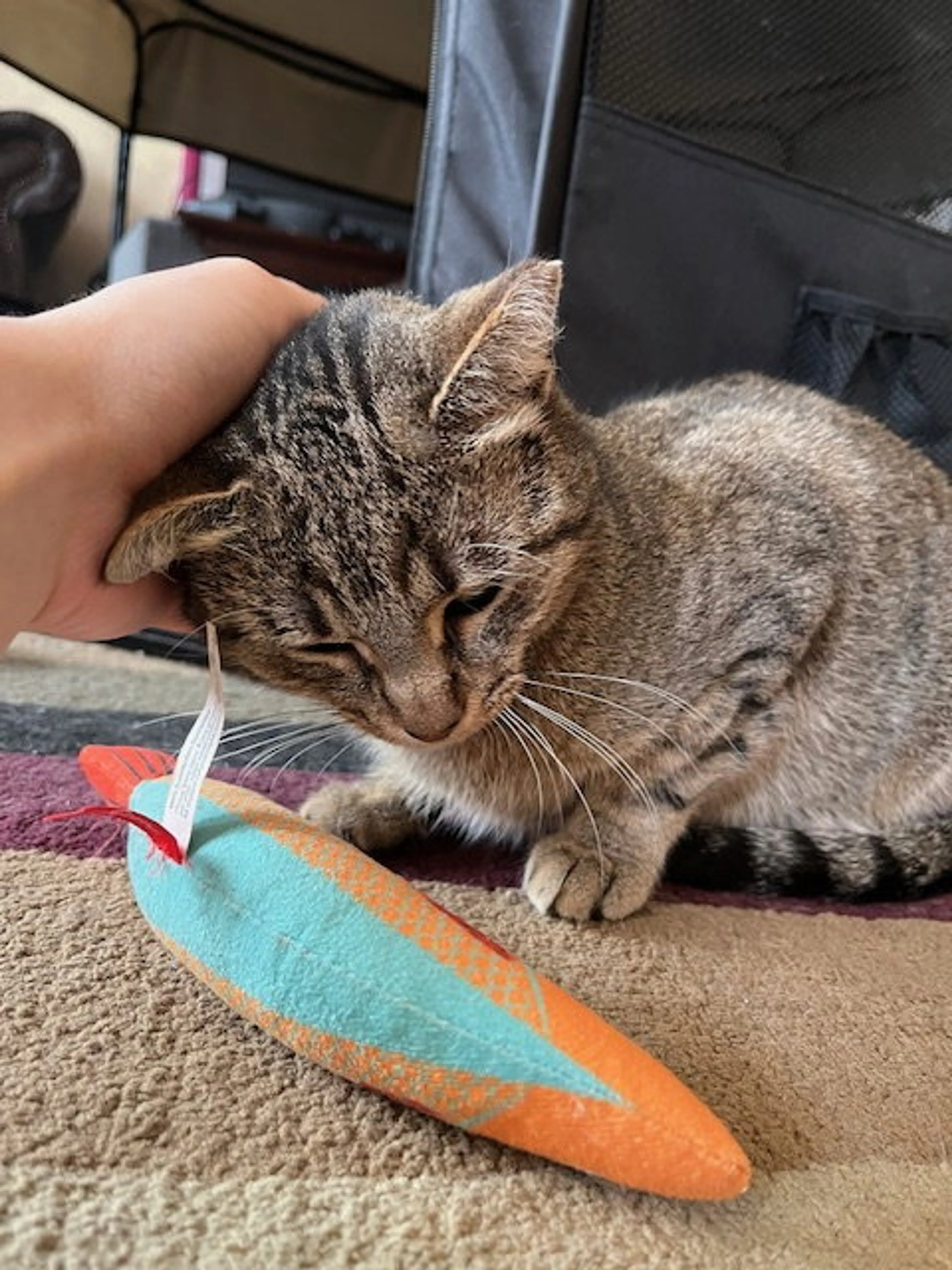 Found pet-3