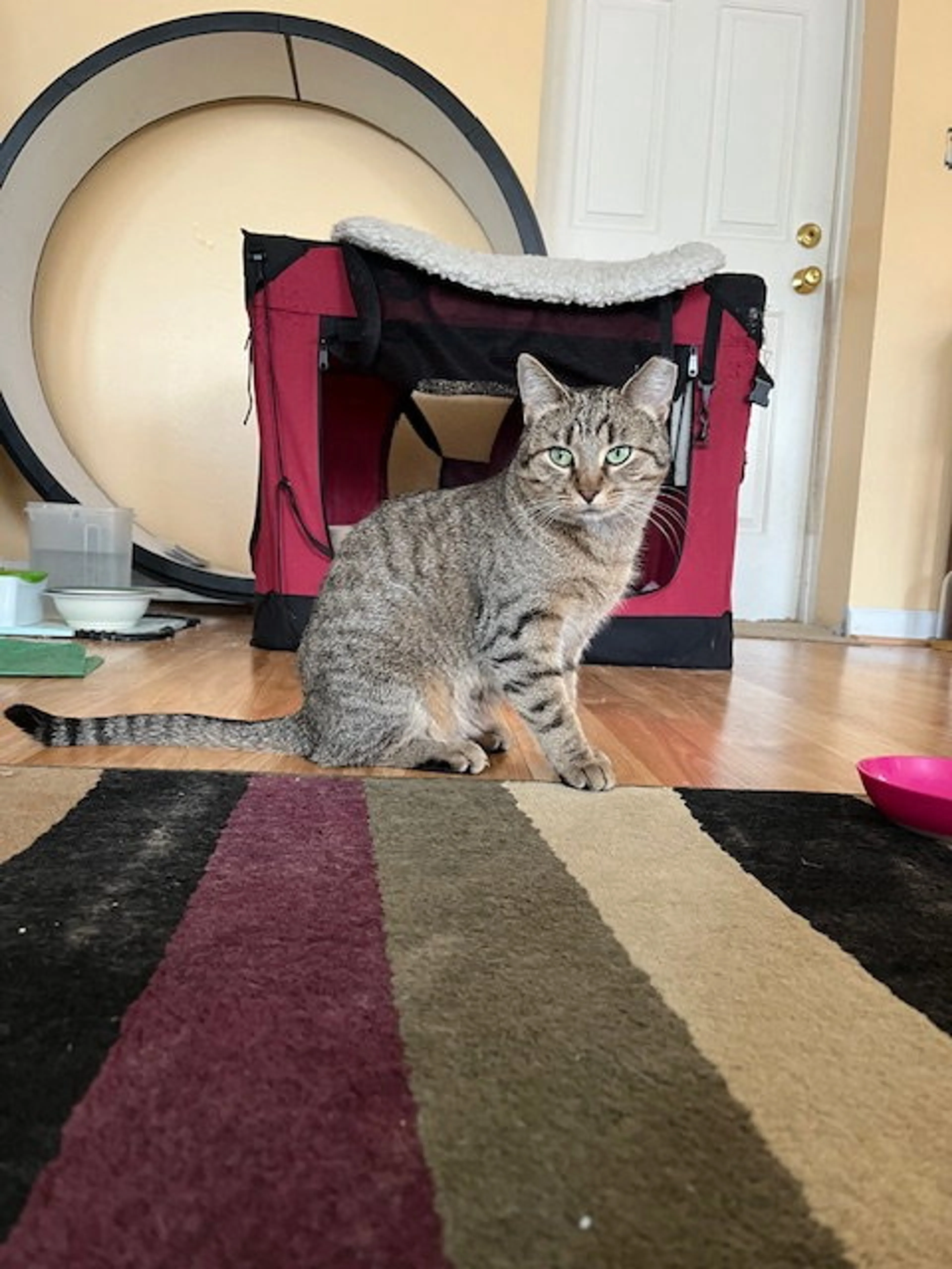 Found pet-1