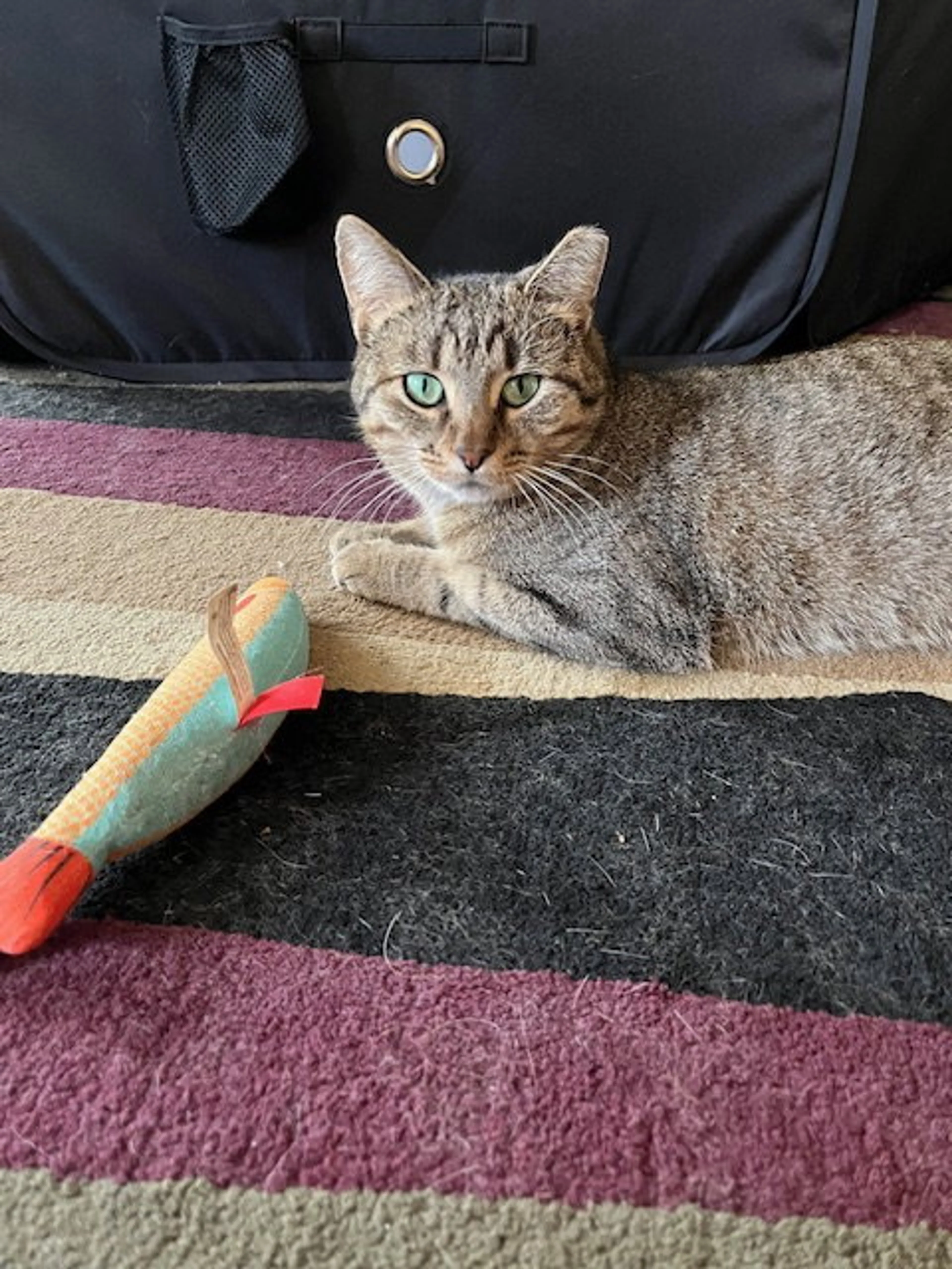 Found pet-5