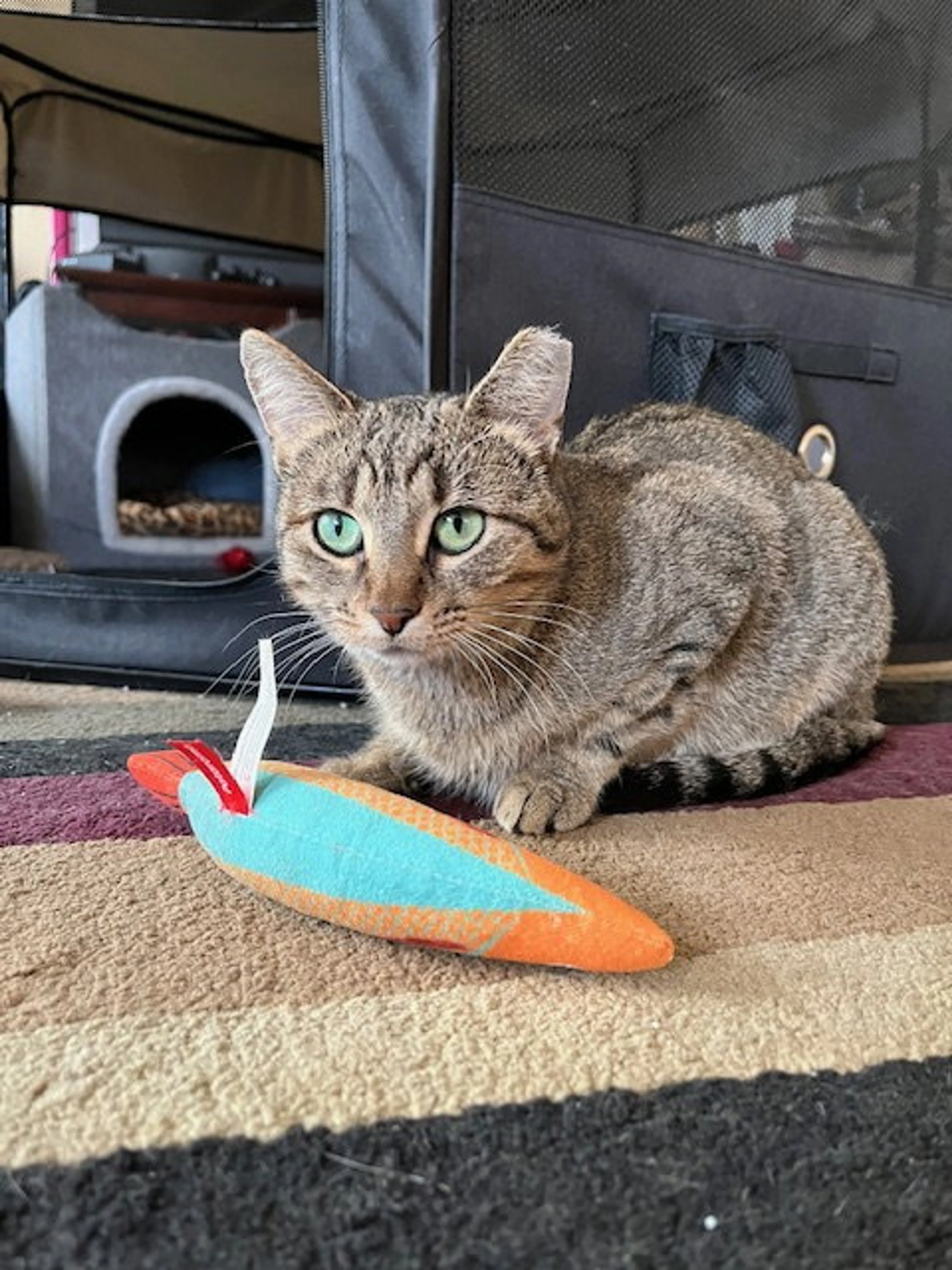 Found pet-4