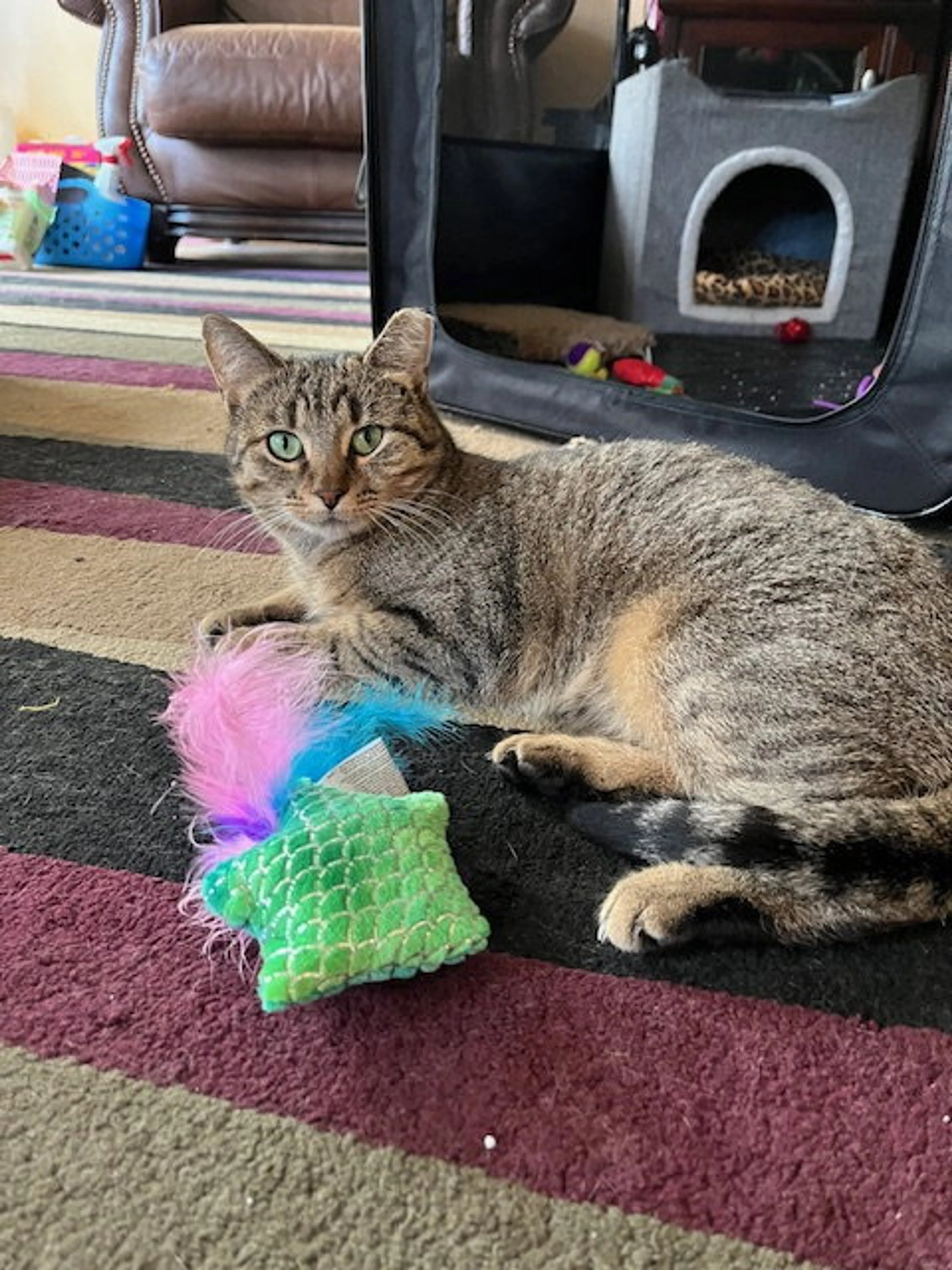 Found pet-2
