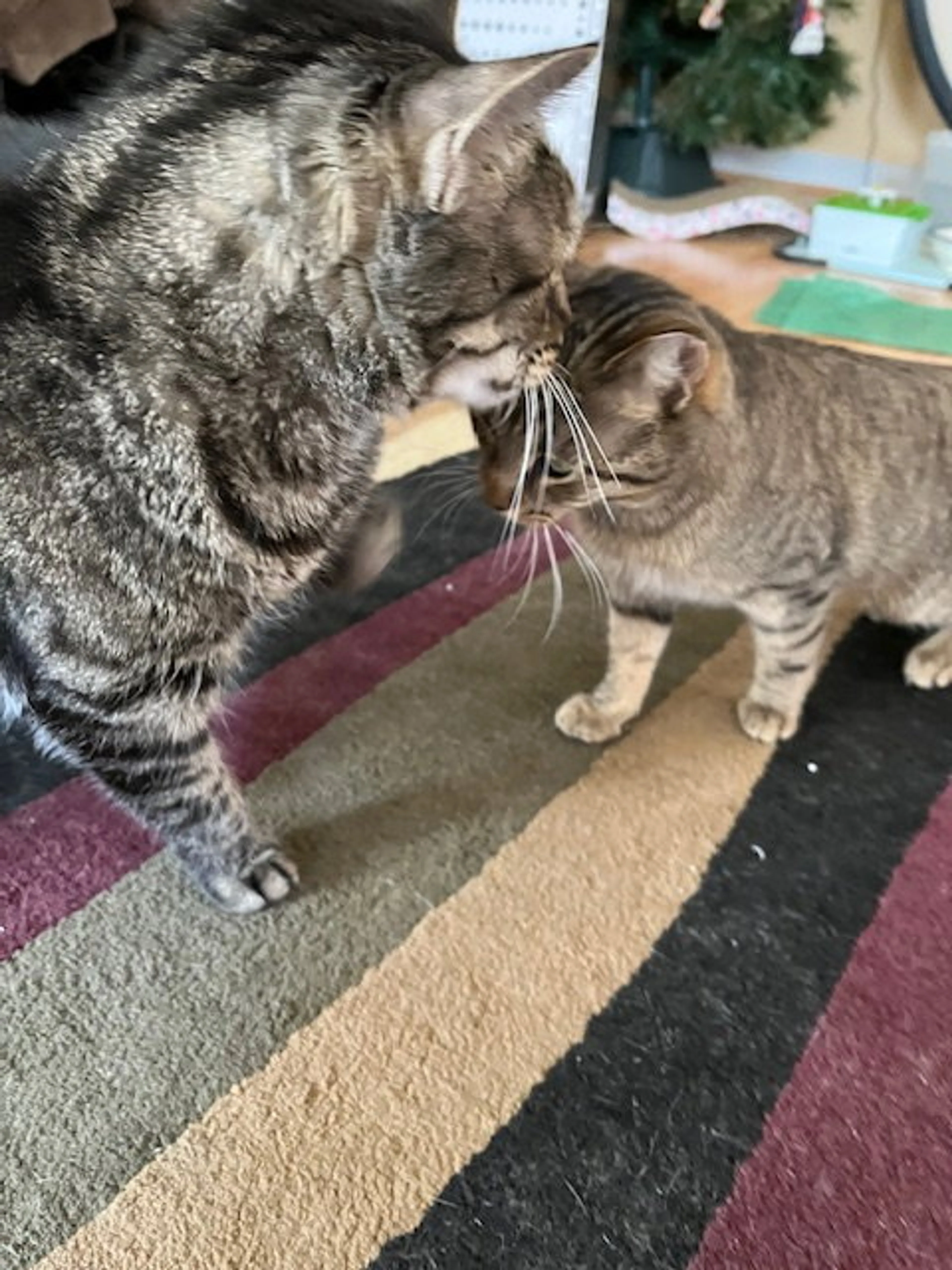 Found pet-0