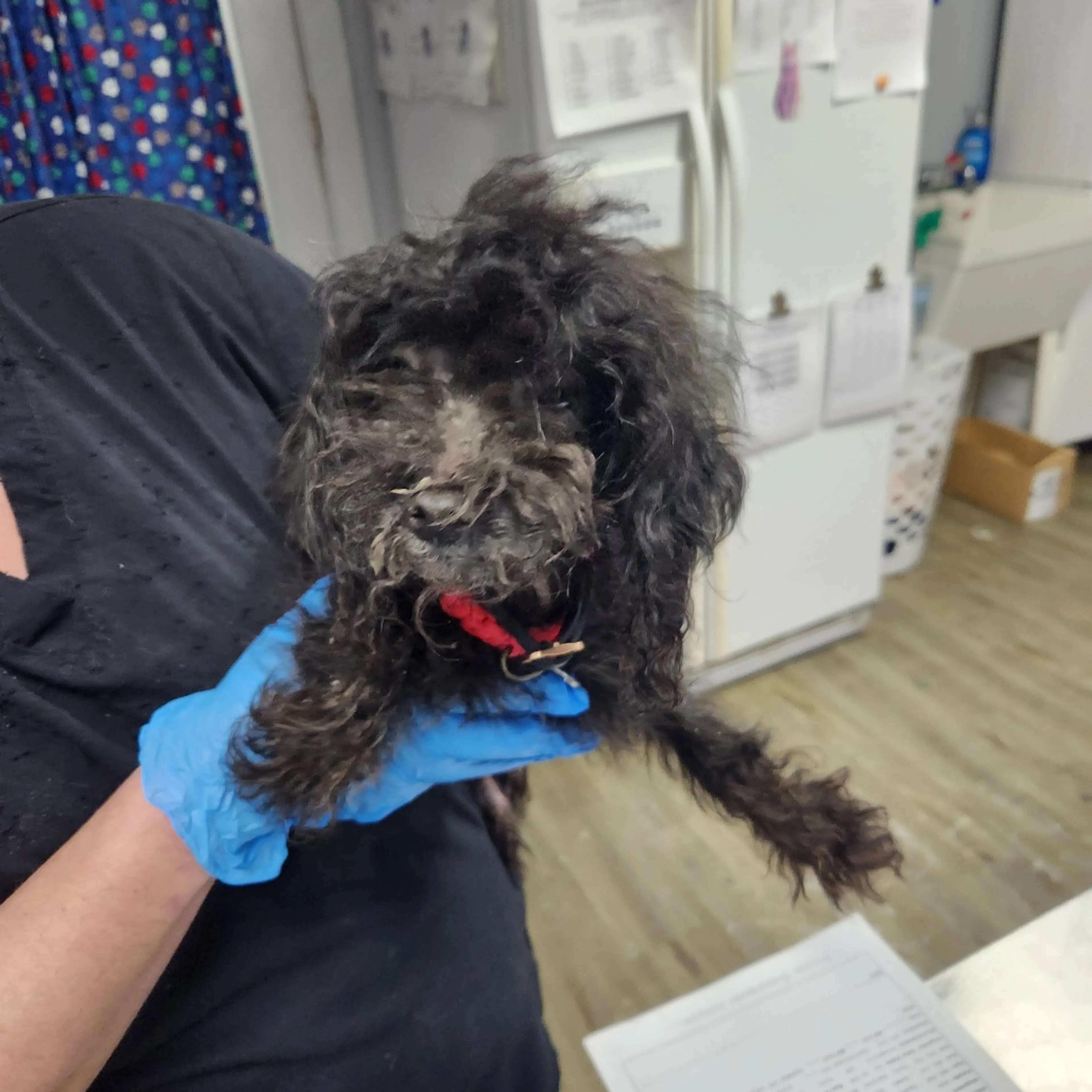 Found pet