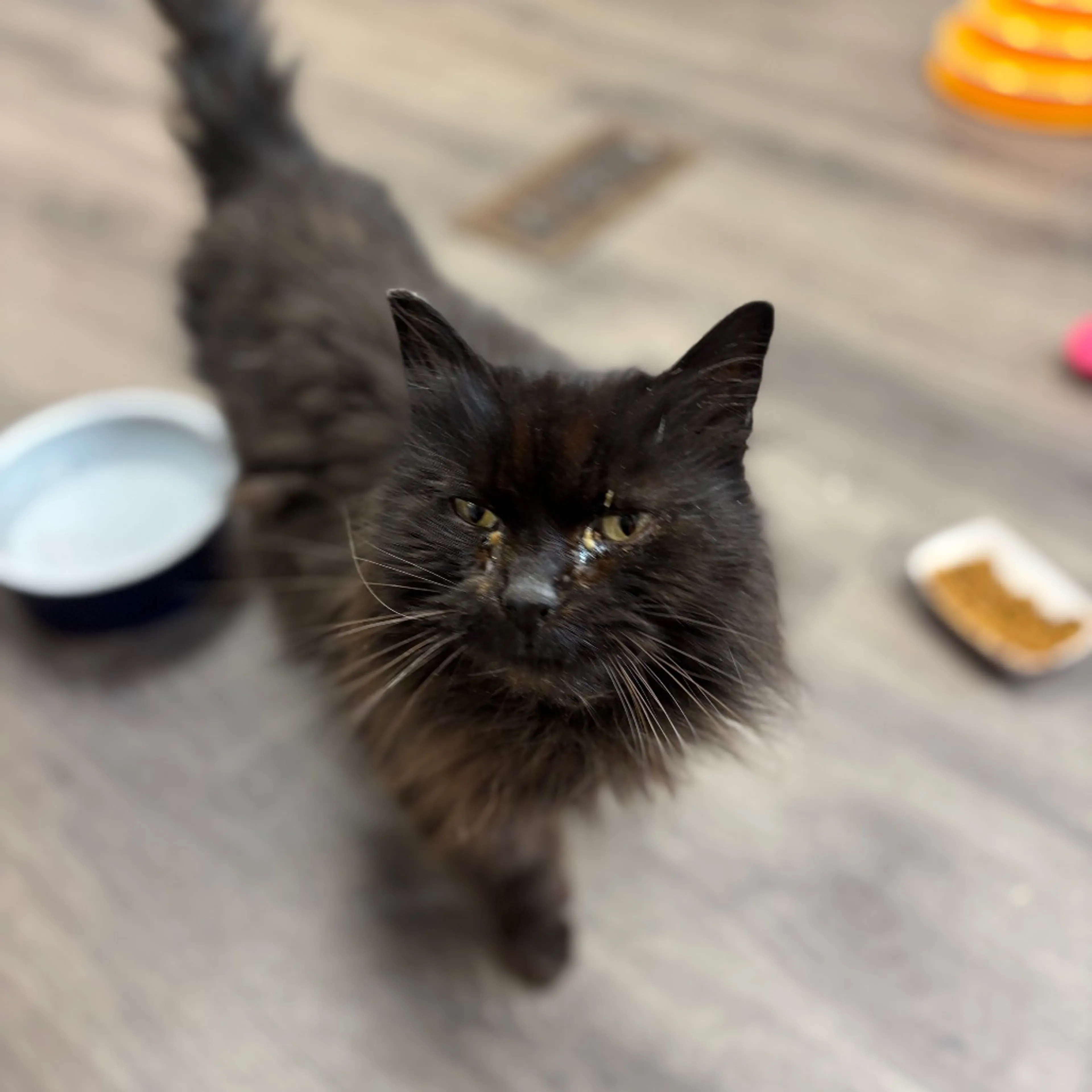 Found pet