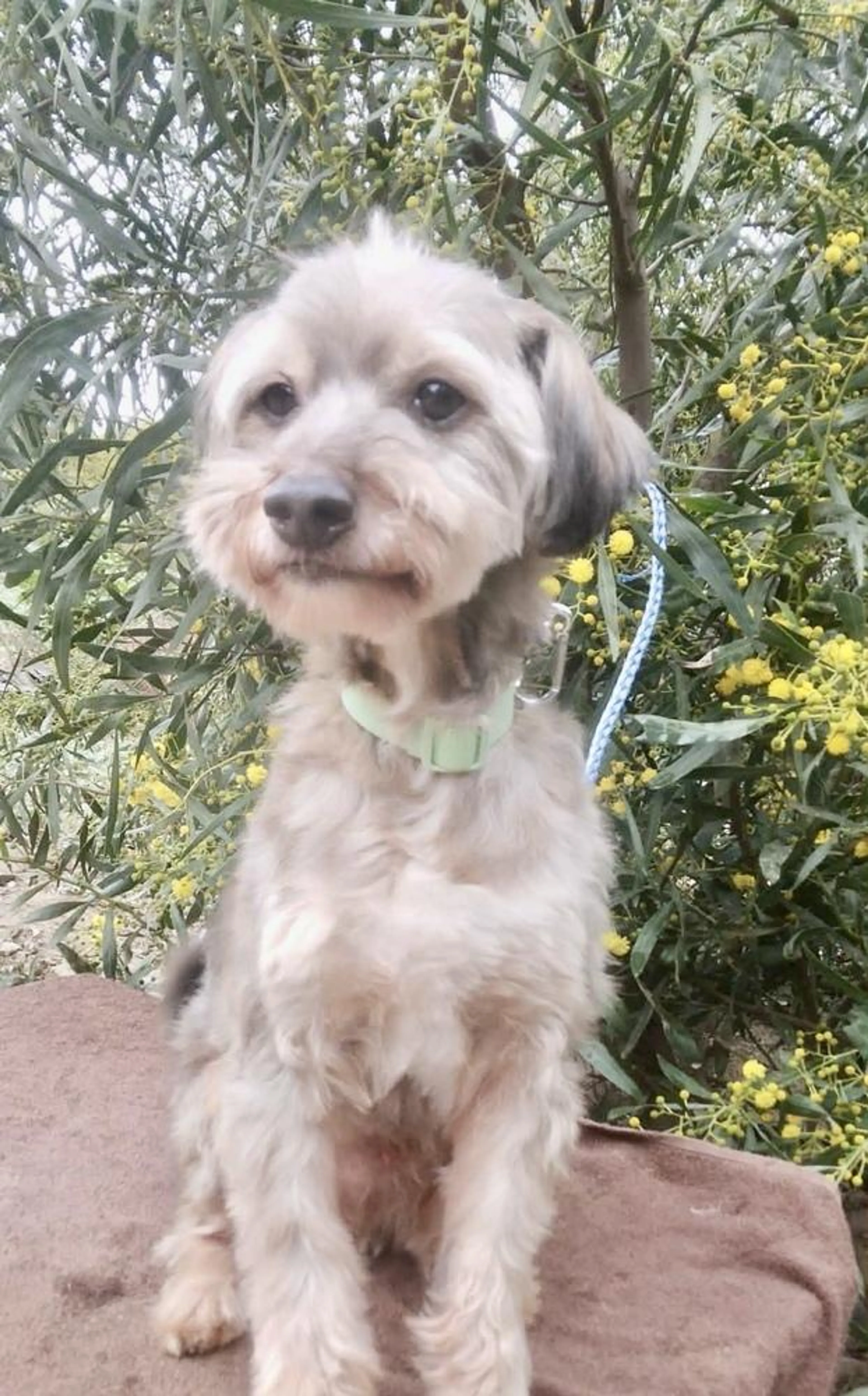 Found pet-3