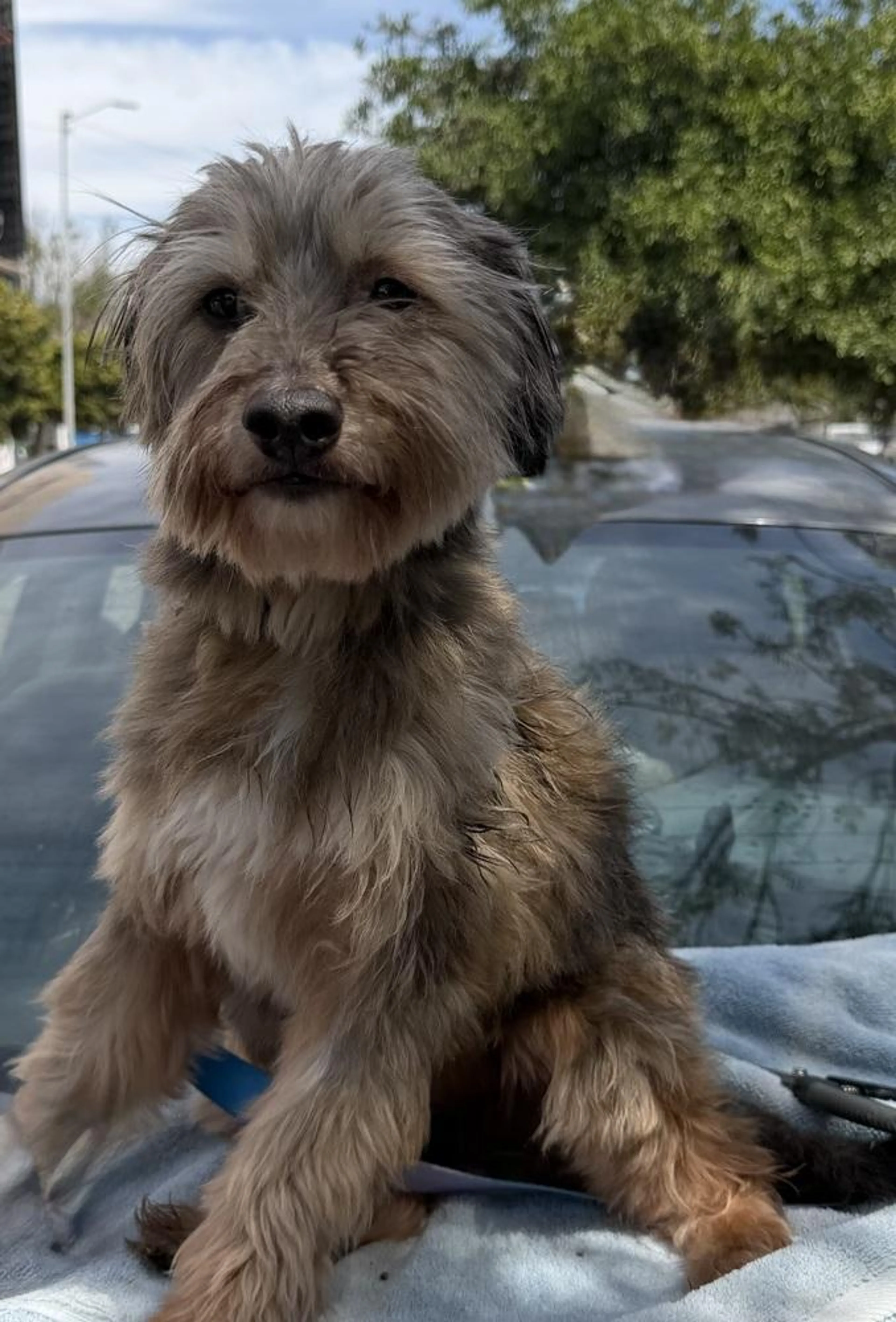 Found pet-1