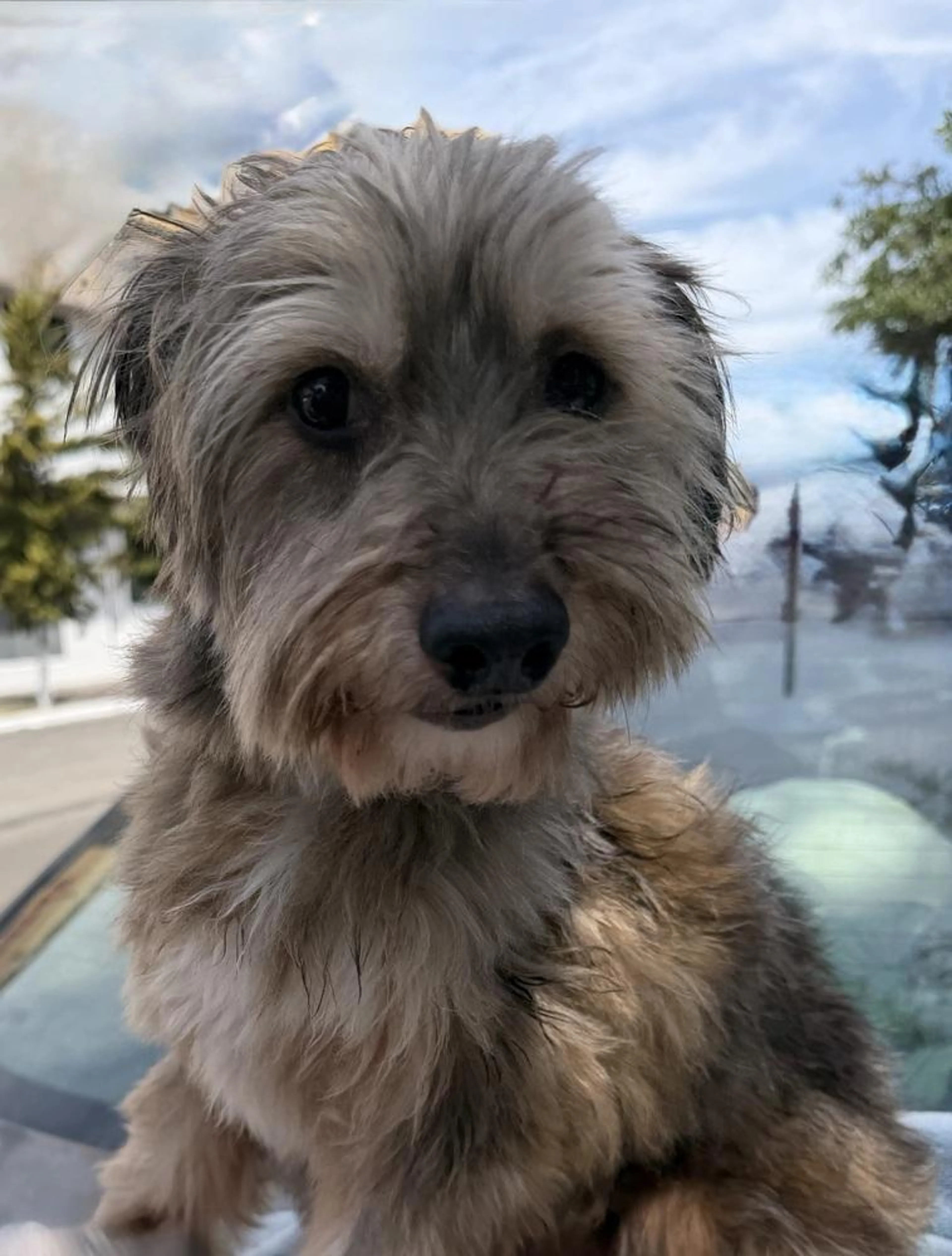 Found pet-4