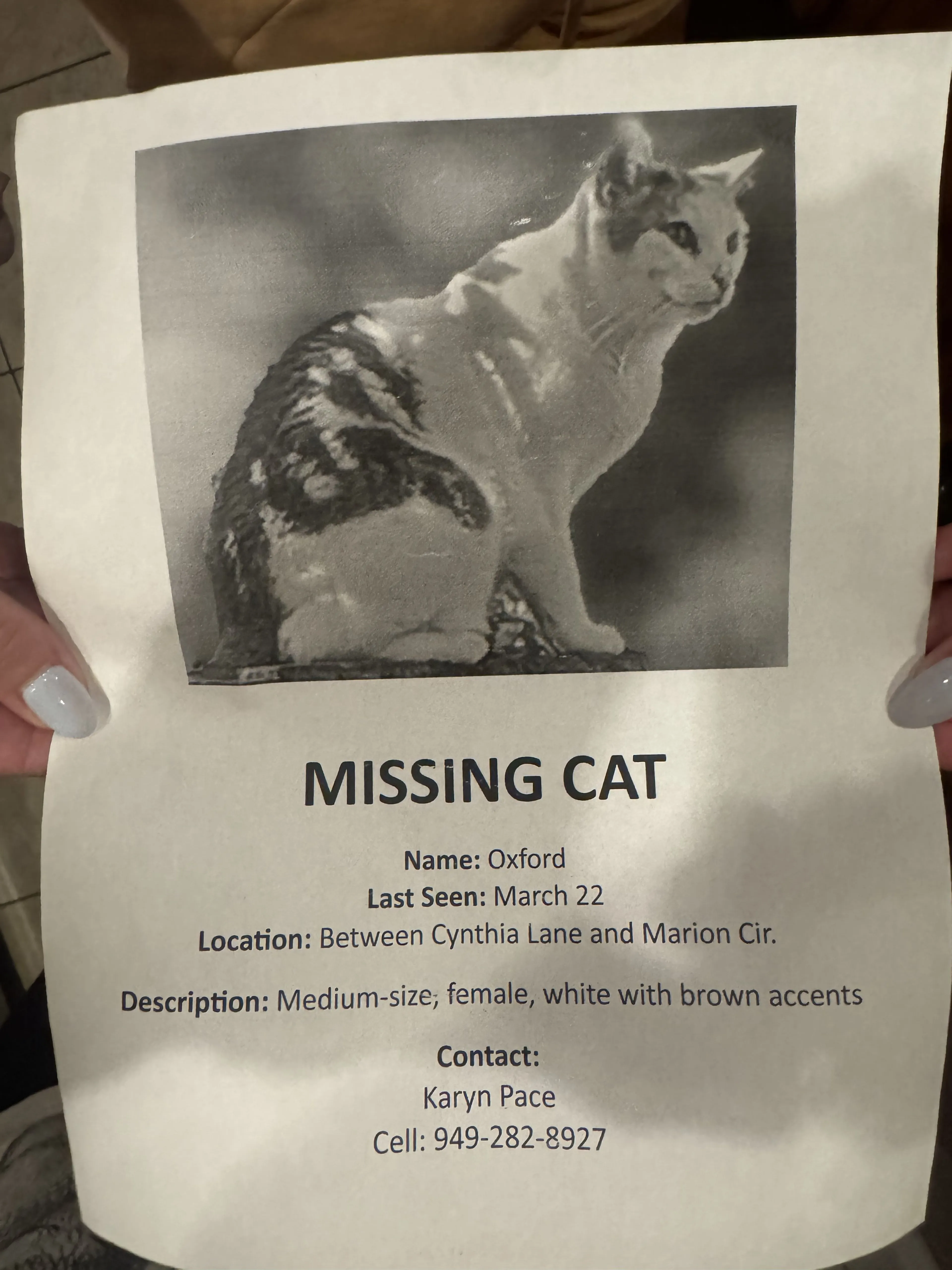 Lost pet