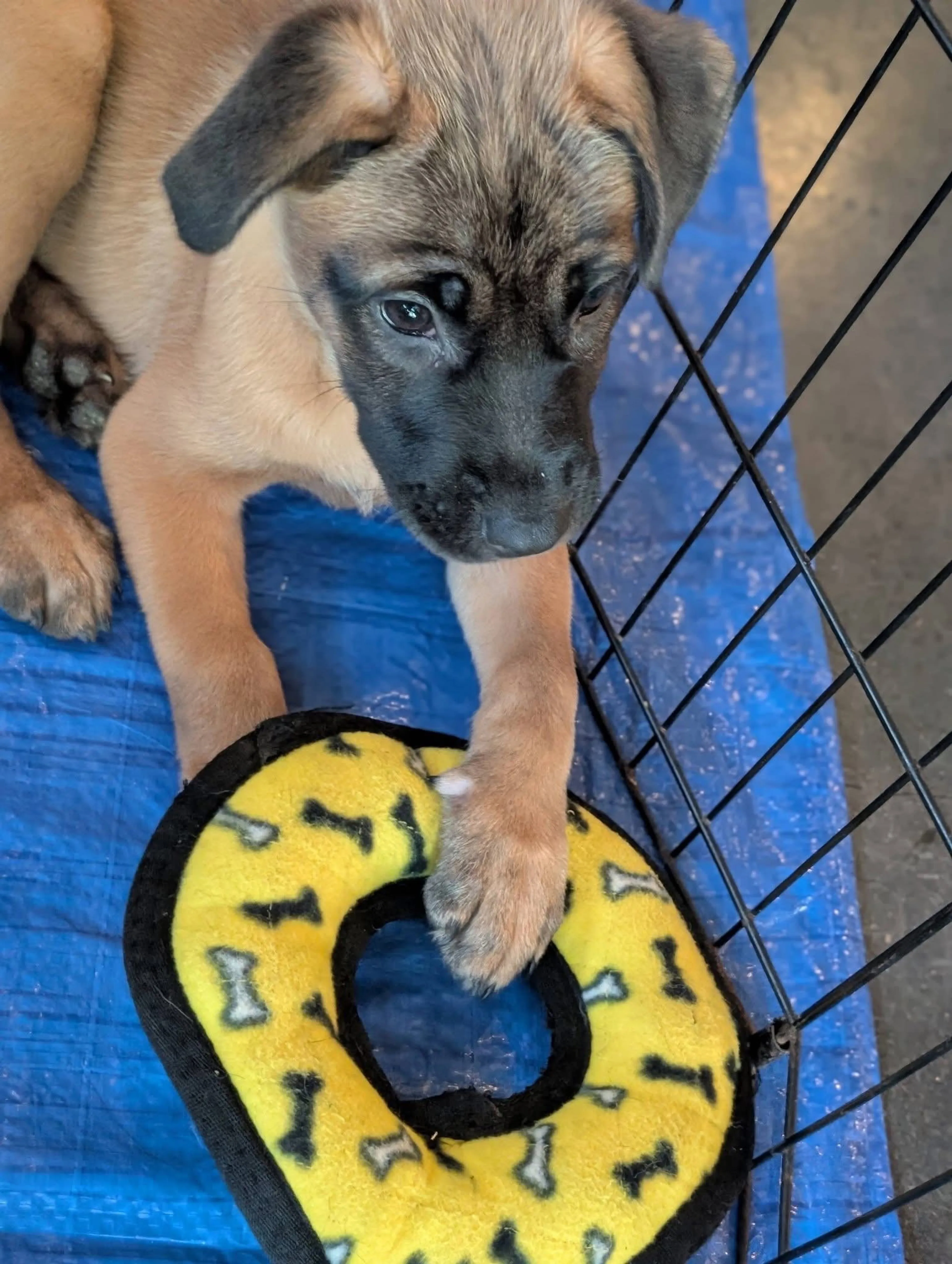 Found pet-5