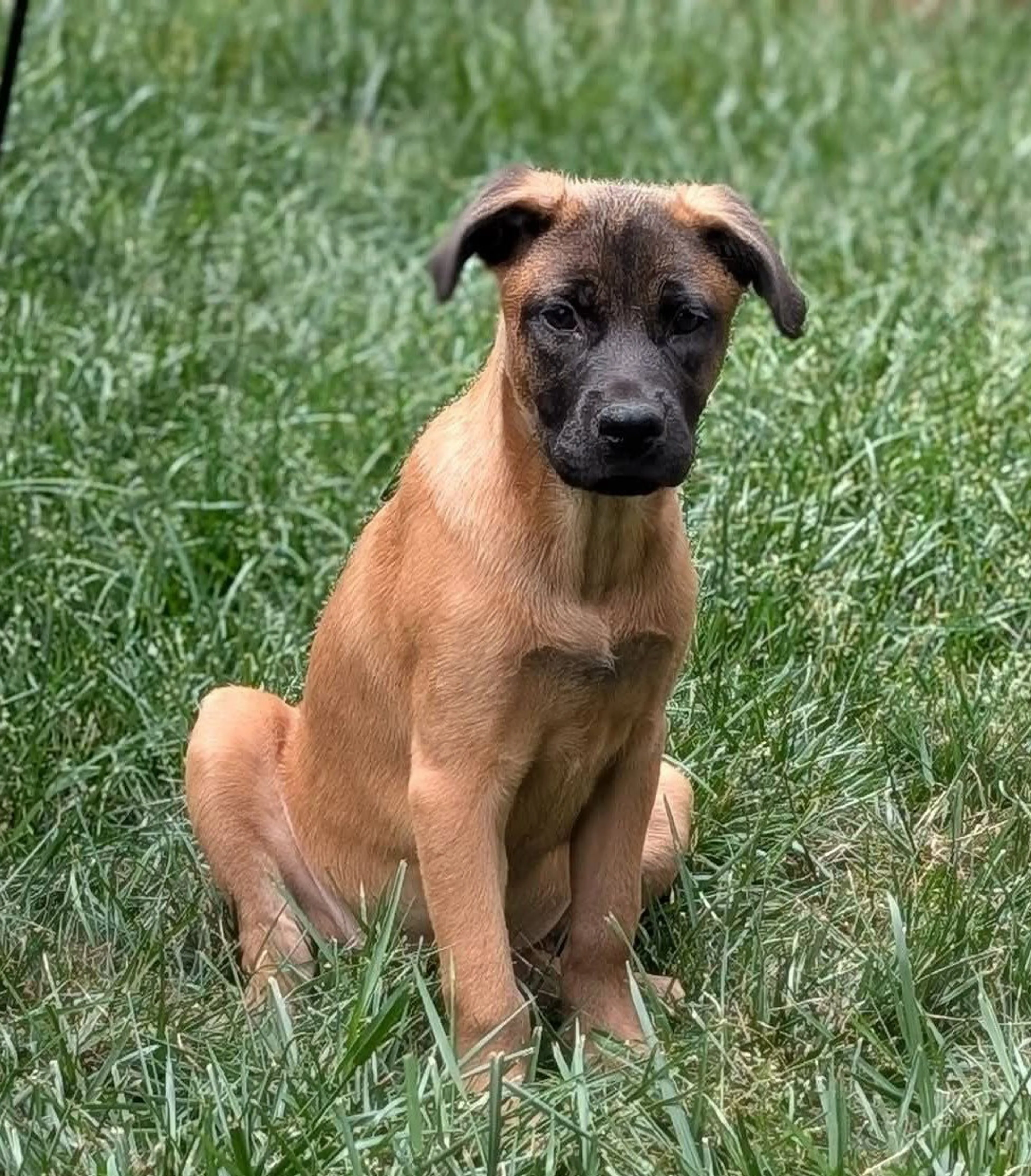 Found pet-1