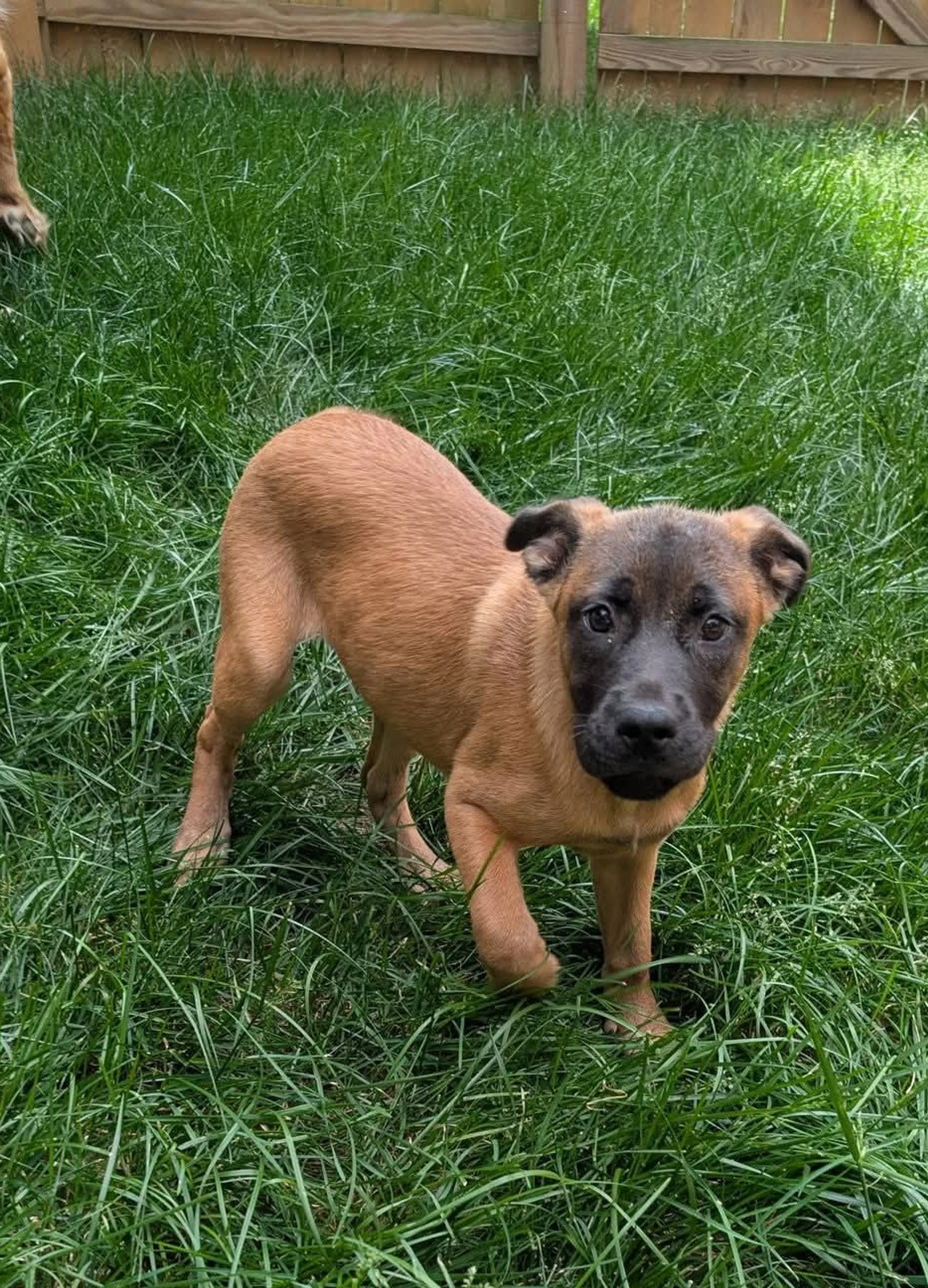 Found pet-2