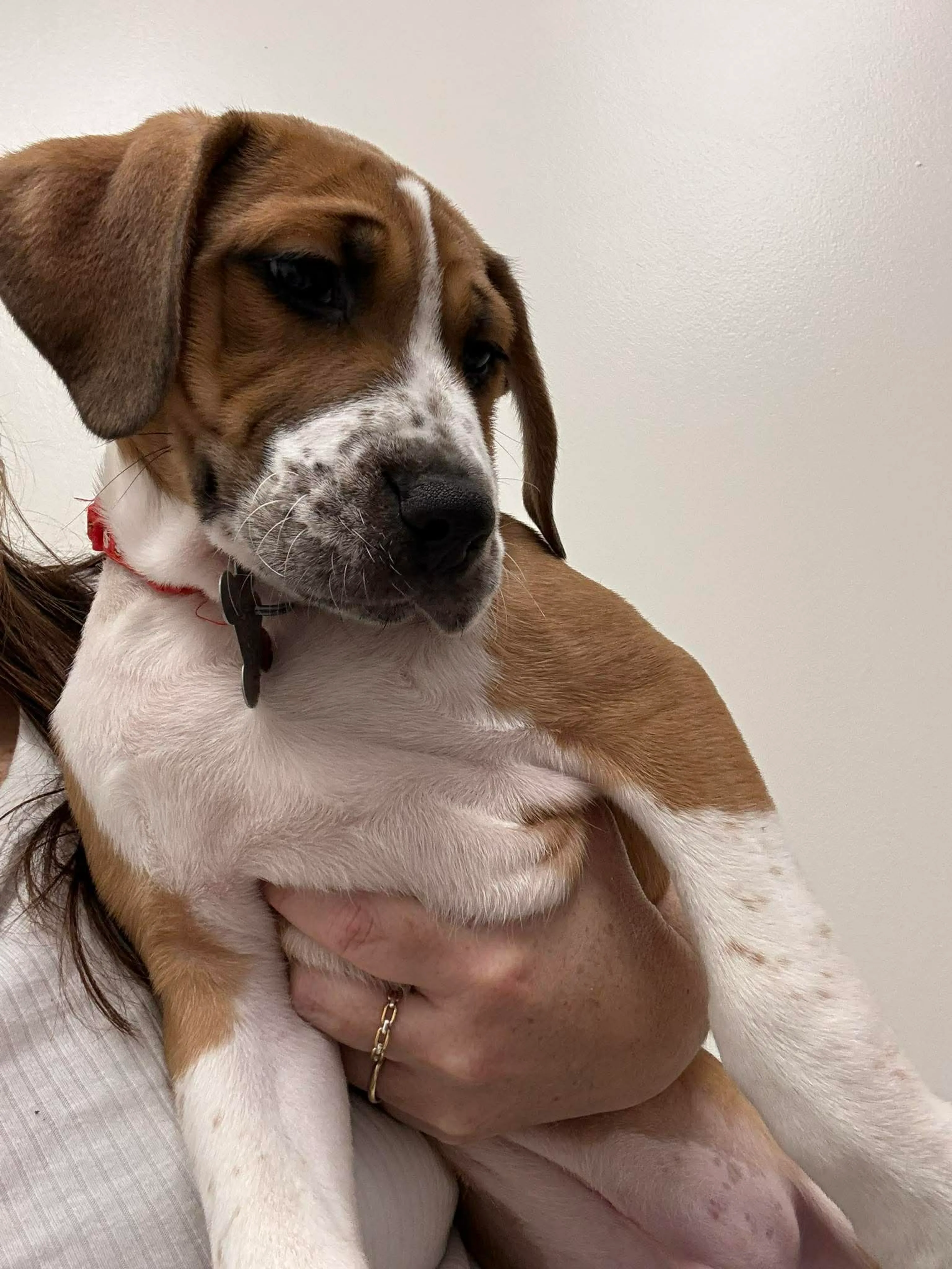 Found pet-1