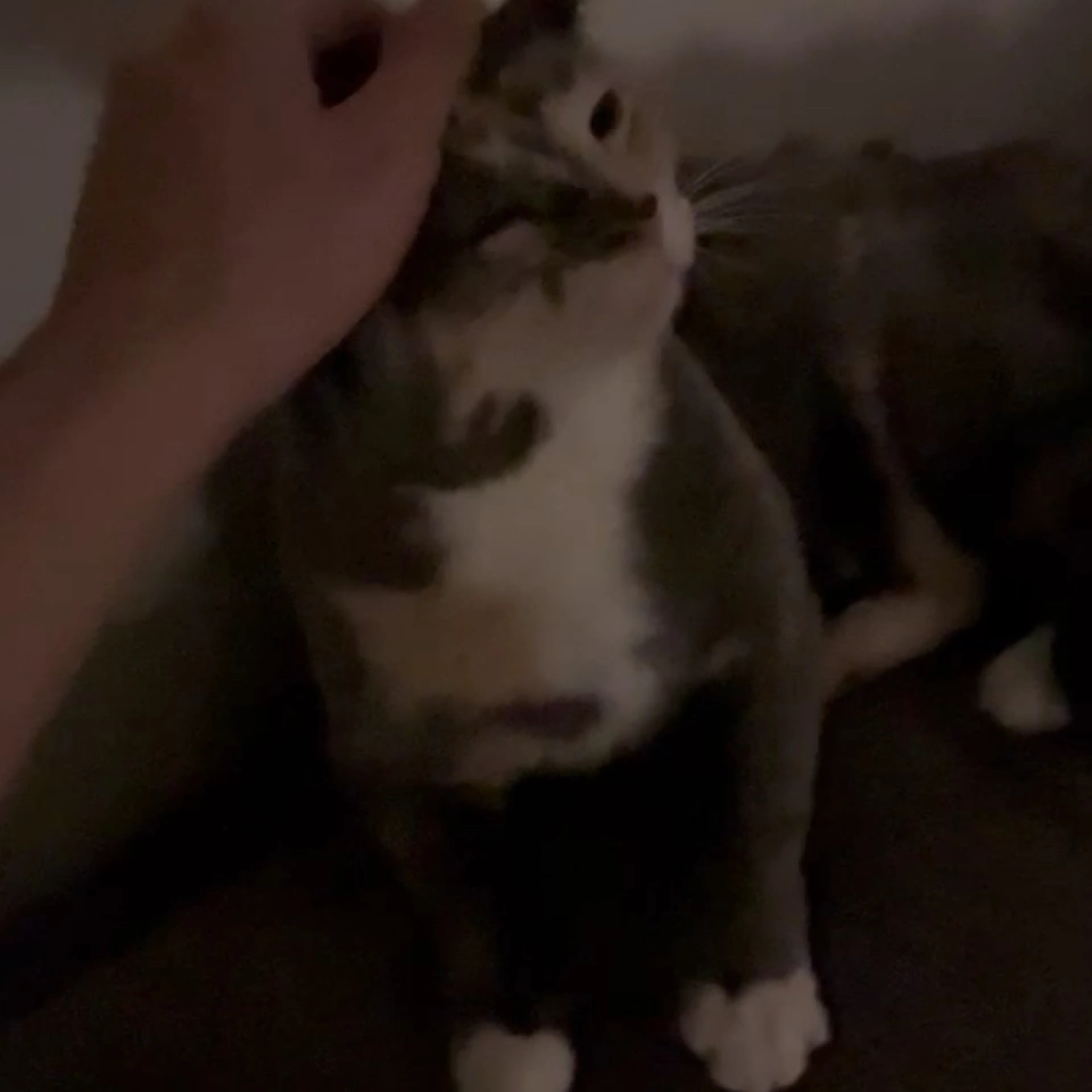 Lost pet-2