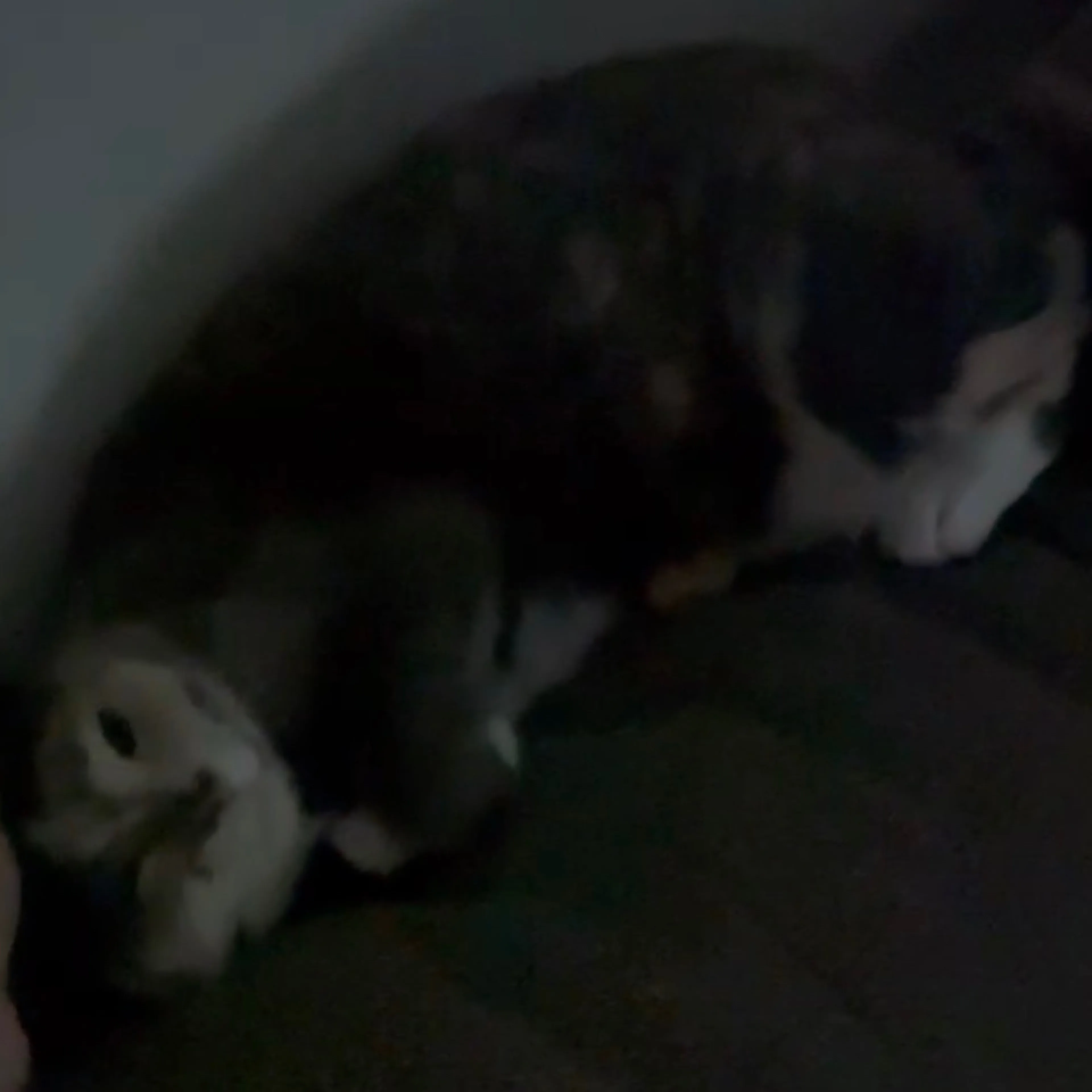 Lost pet-1
