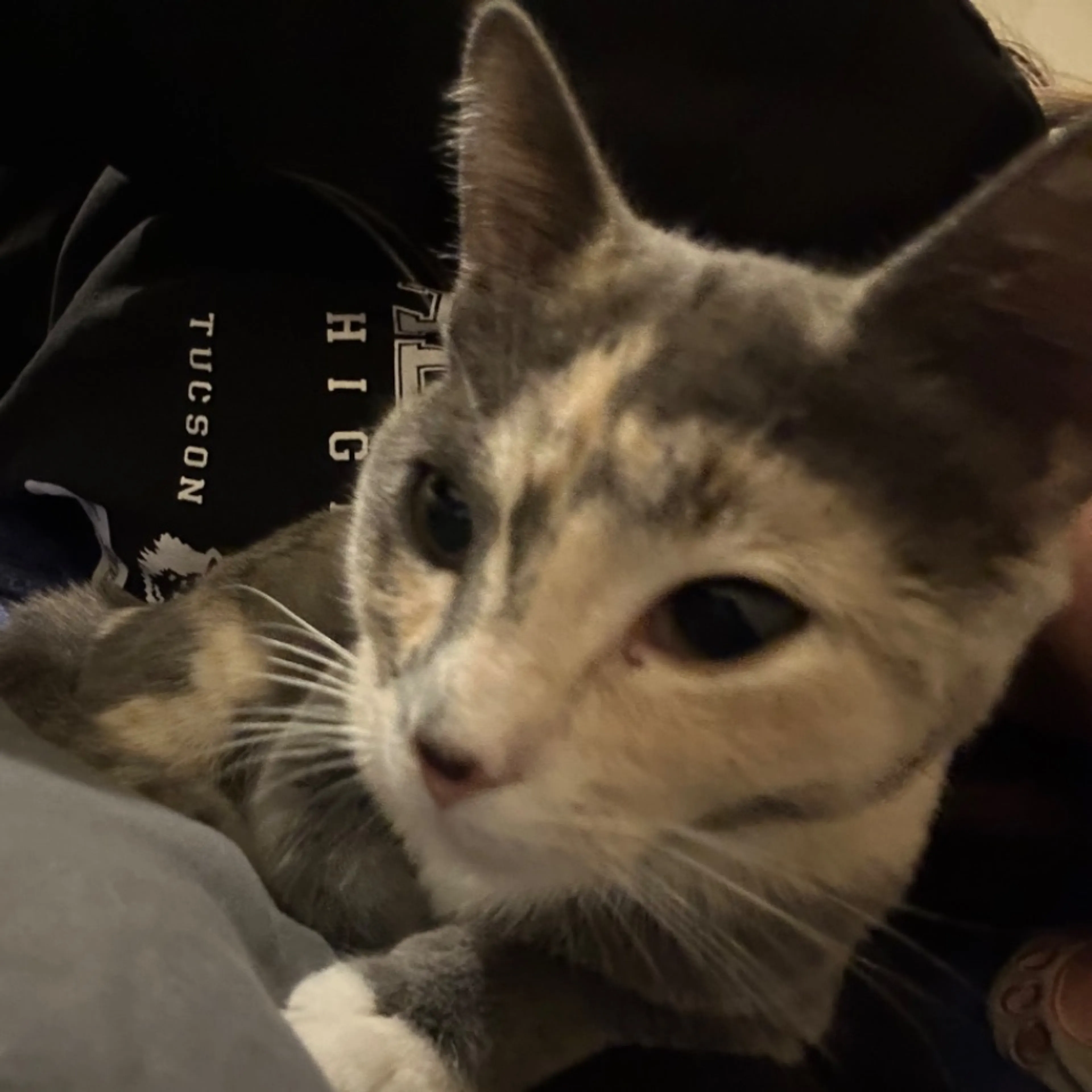 Lost pet-0