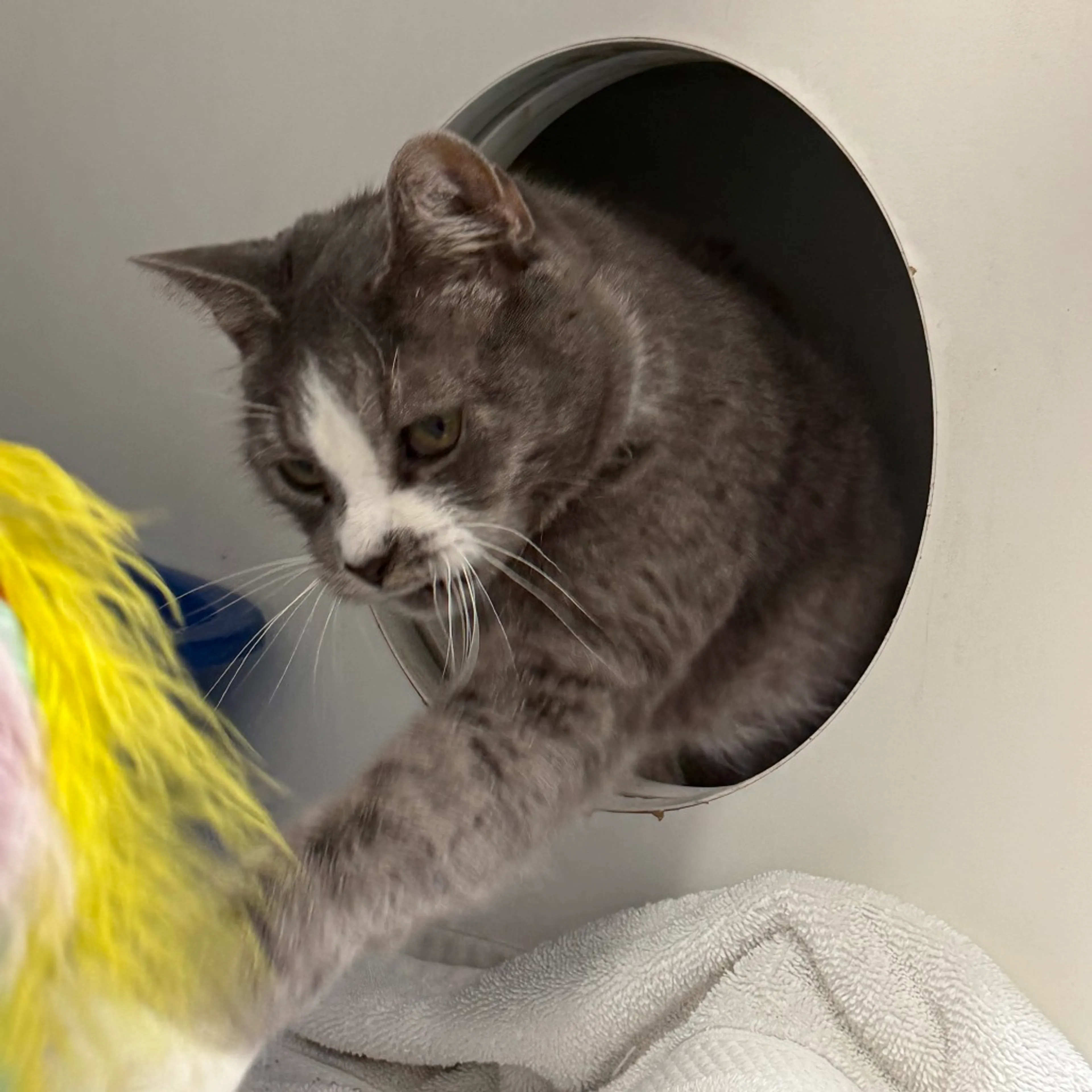 Found pet-5
